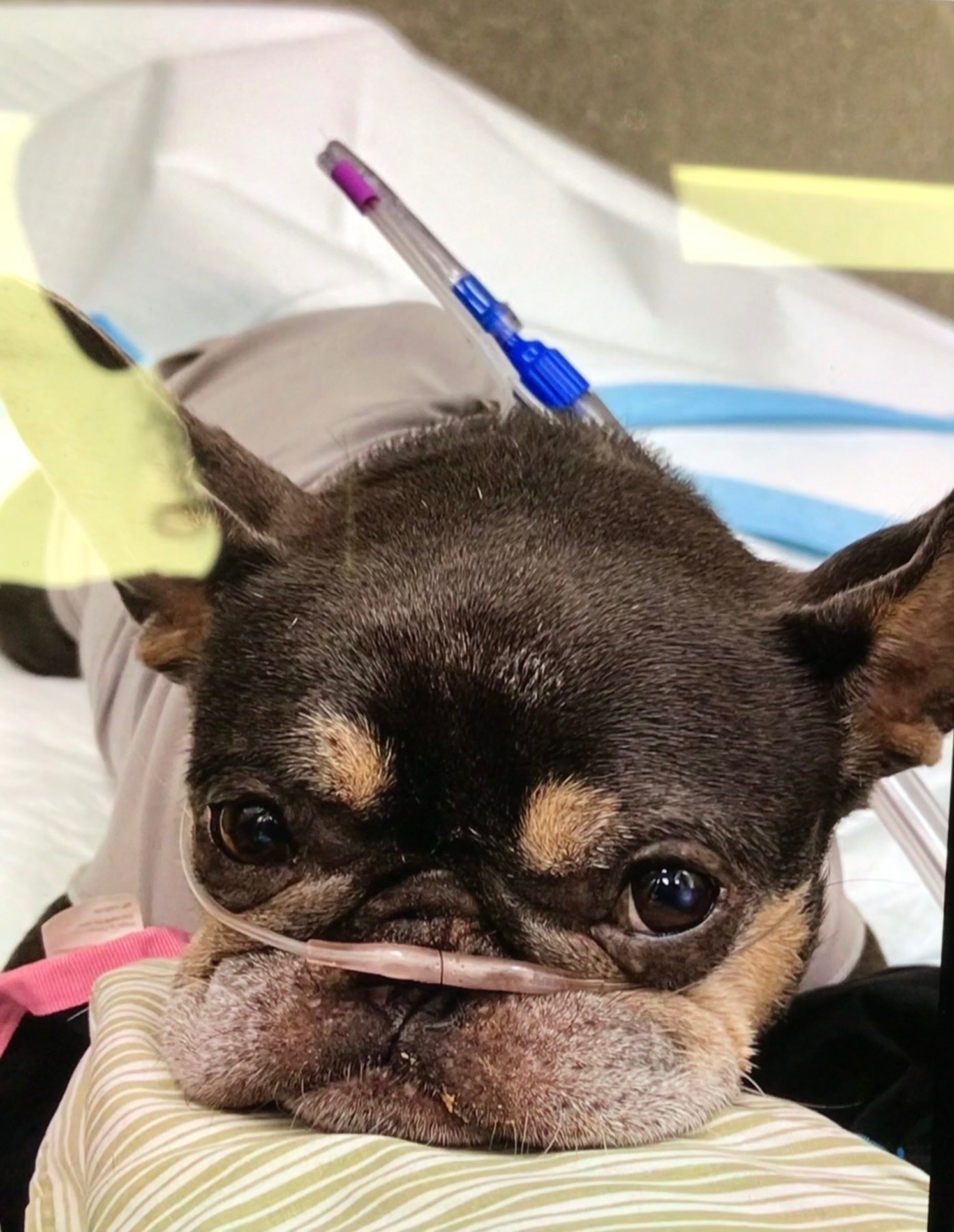 Help Zoey Get Critical Care campaign photo, 4 of 8