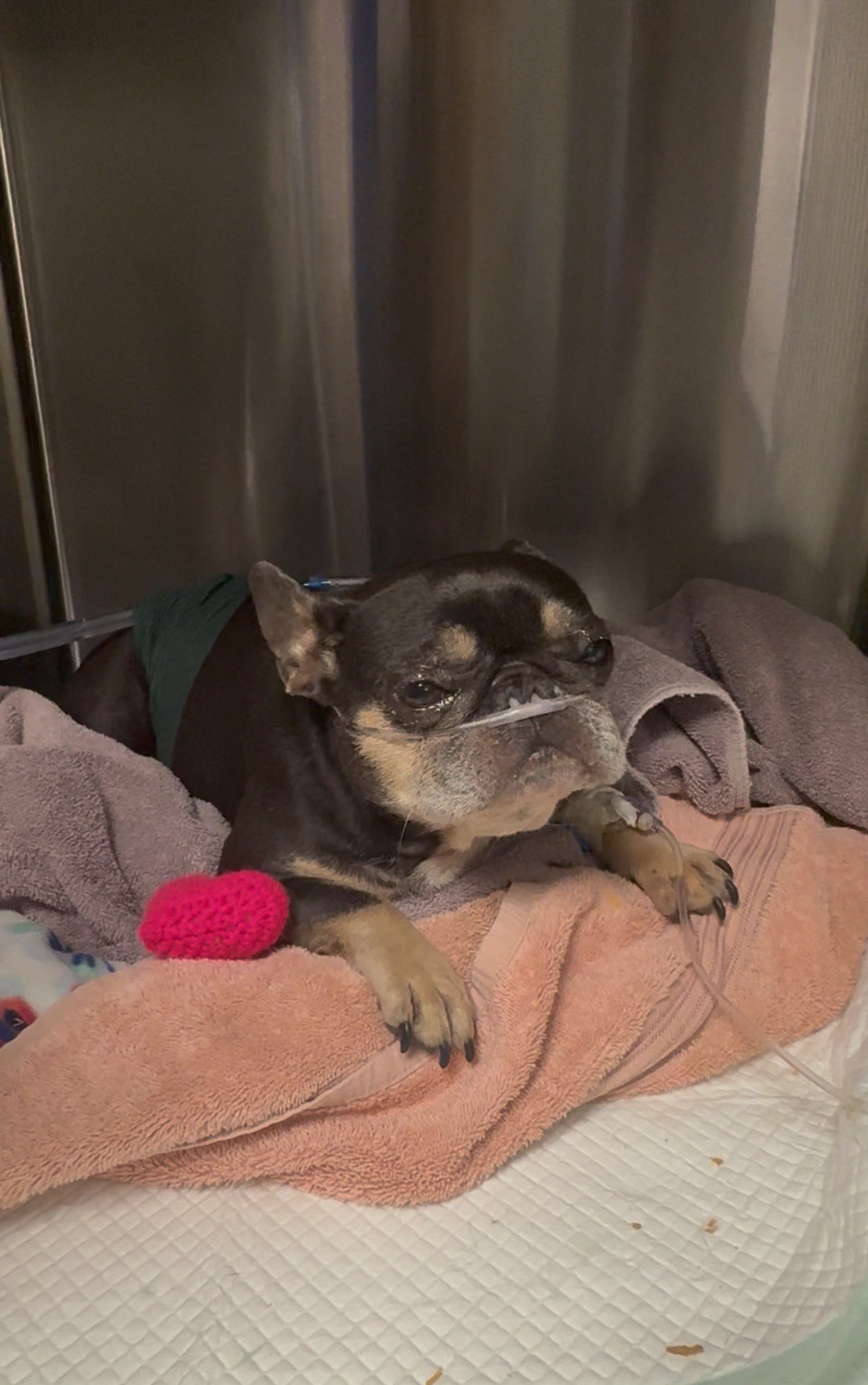 Help Zoey Get Critical Care campaign photo, 5 of 8