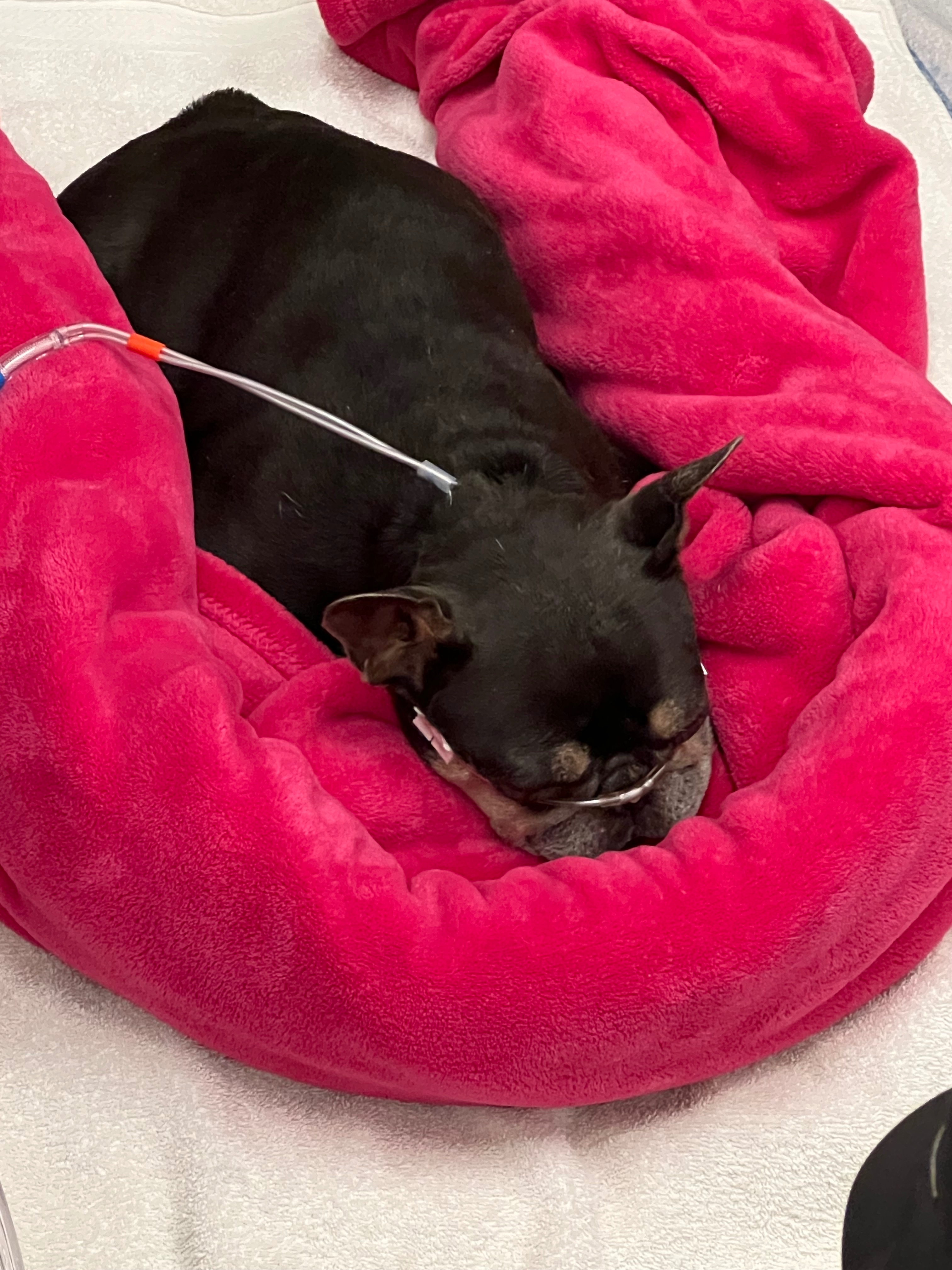 Help Zoey Get Critical Care campaign photo, 6 of 8