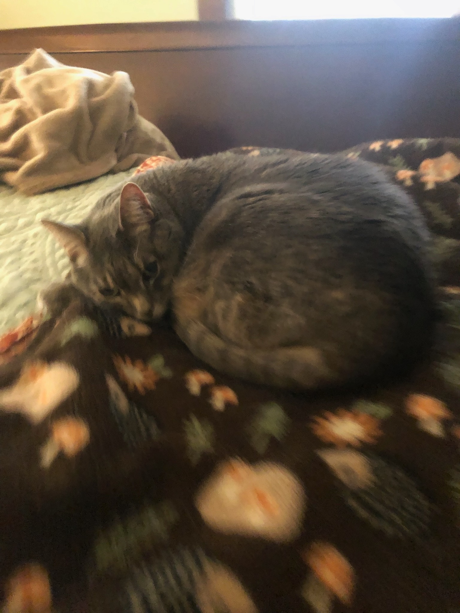 Saving Moon: A Beloved Cat's Surgery Fund campaign photo, 7 of 8