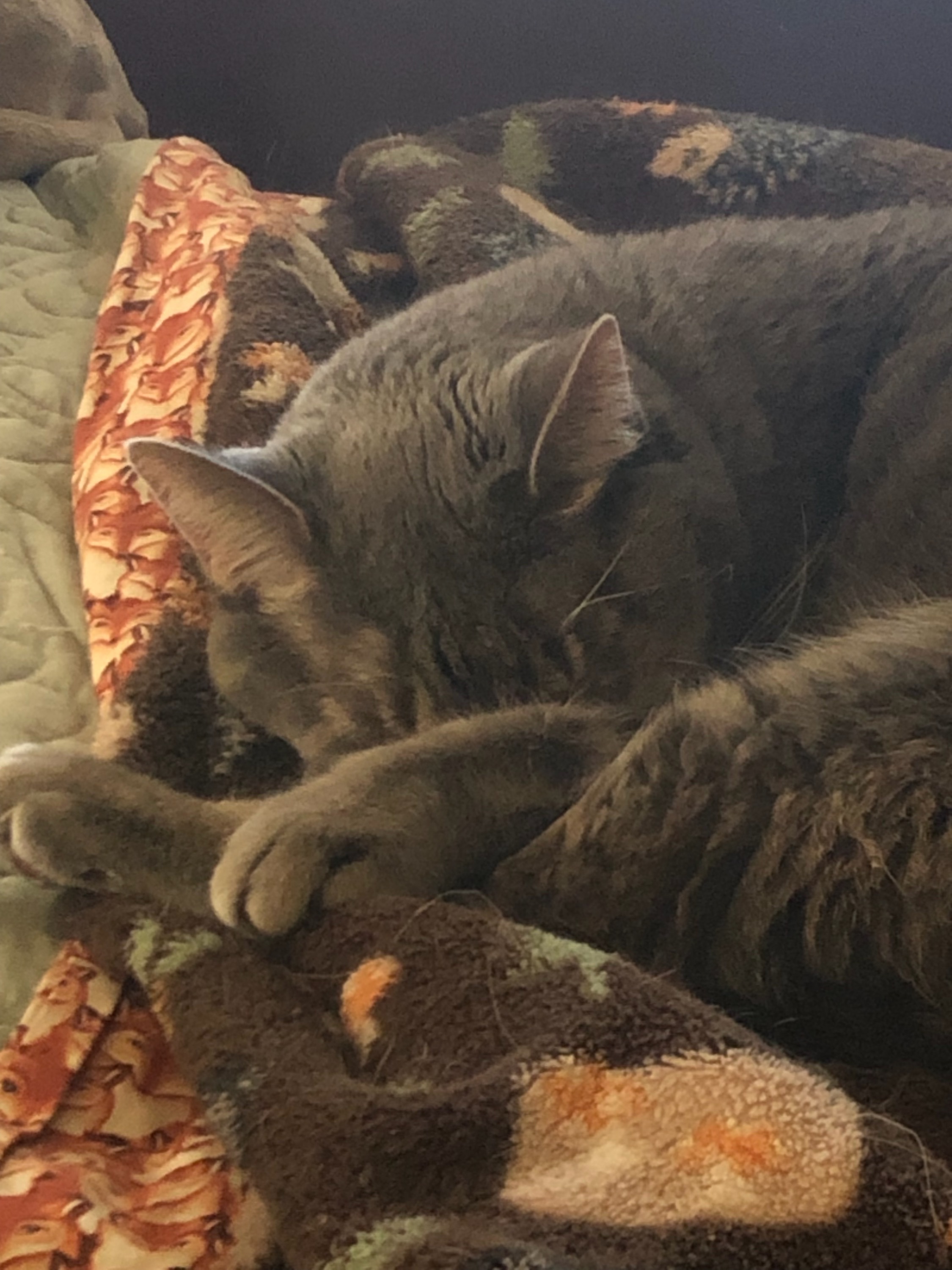 Saving Moon: A Beloved Cat's Surgery Fund campaign photo, 2 of 8