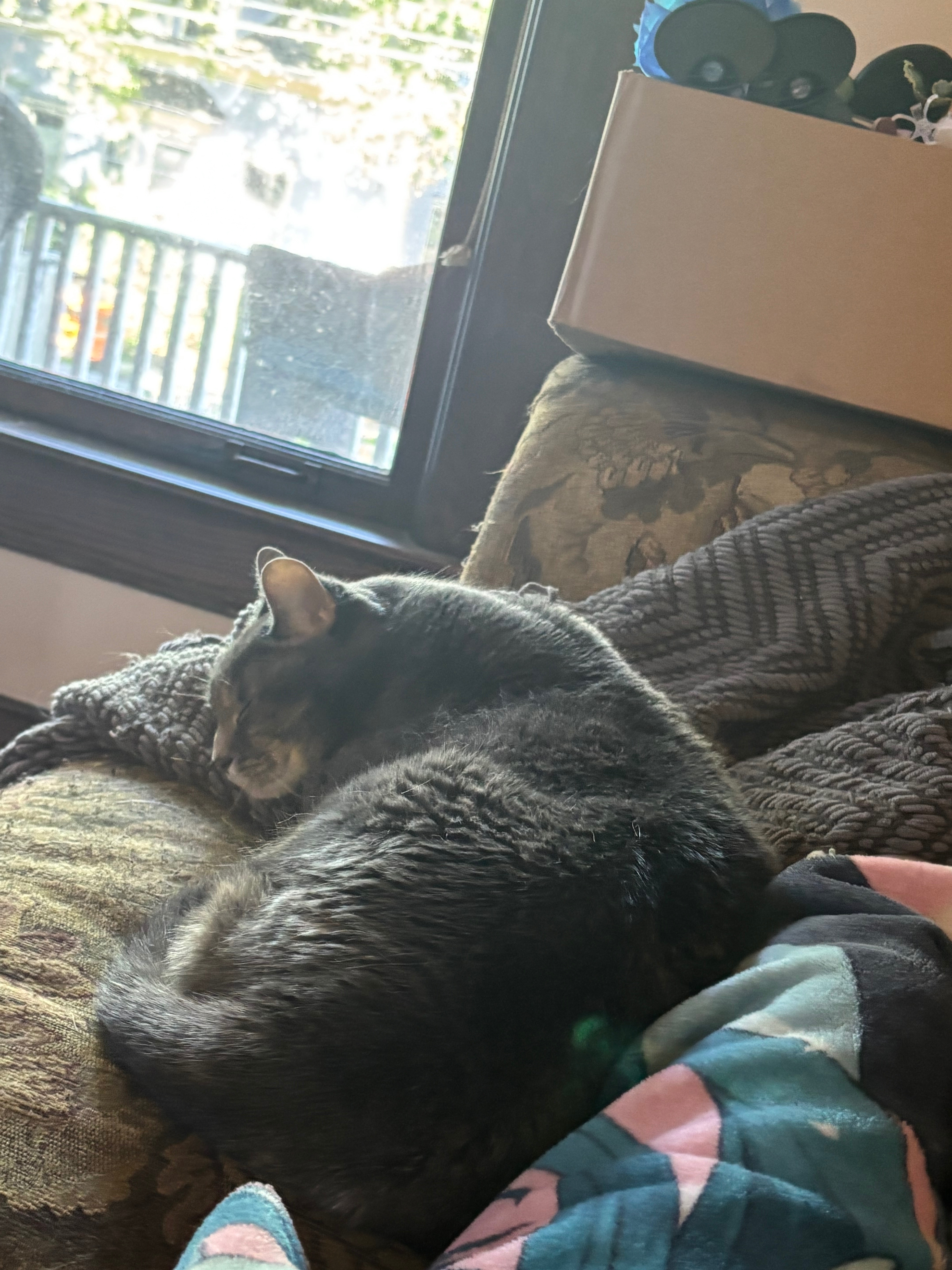 Saving Moon: A Beloved Cat's Surgery Fund campaign photo, 4 of 8