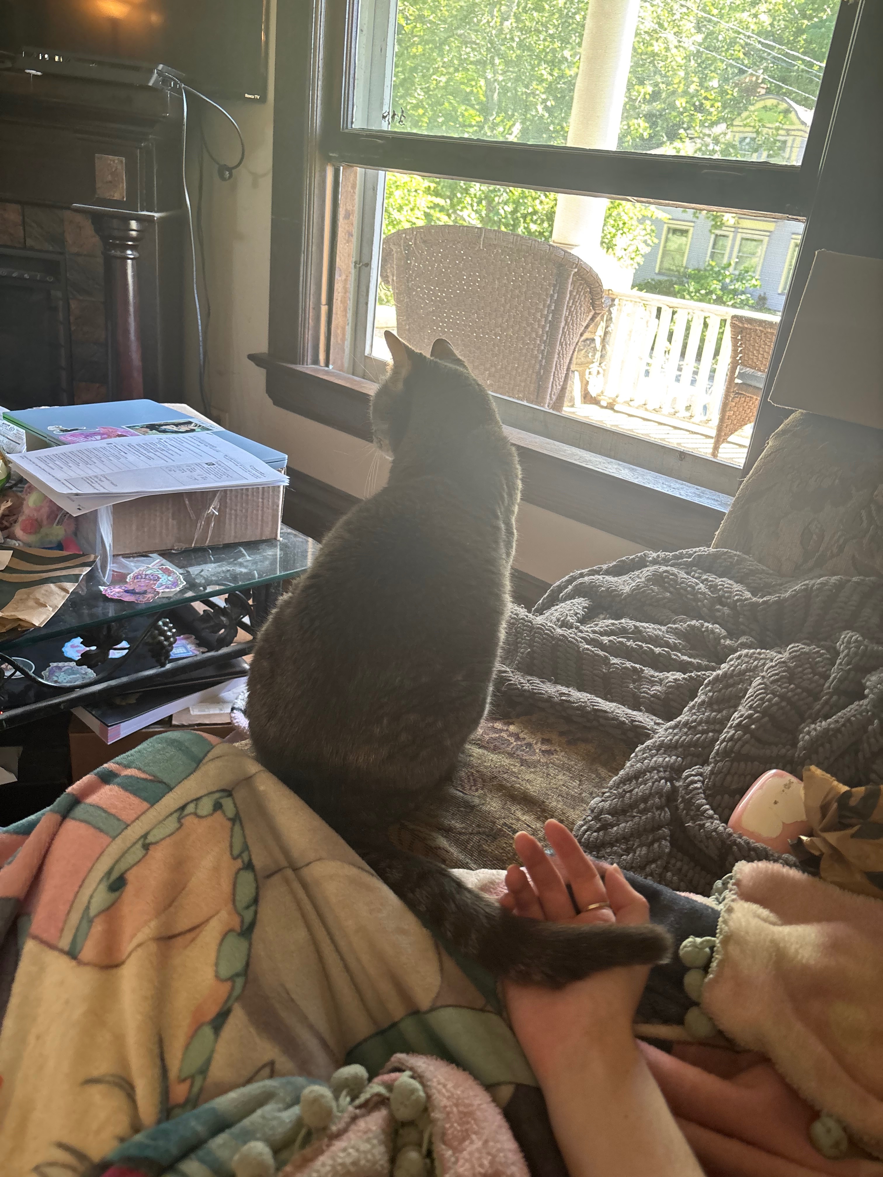 Saving Moon: A Beloved Cat's Surgery Fund campaign photo, 5 of 8
