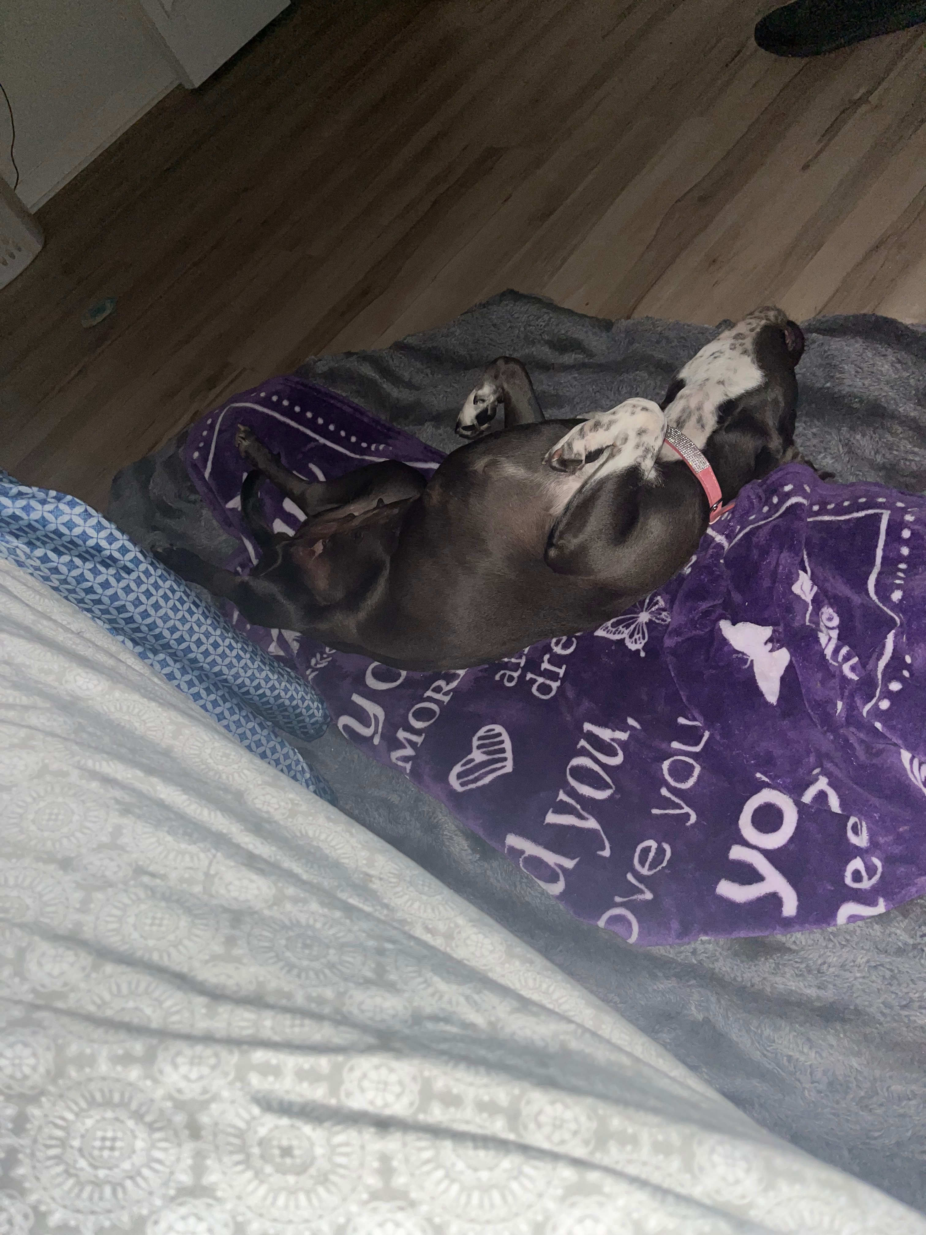Help Bella Get Lifelong Care campaign photo, 2 of 7