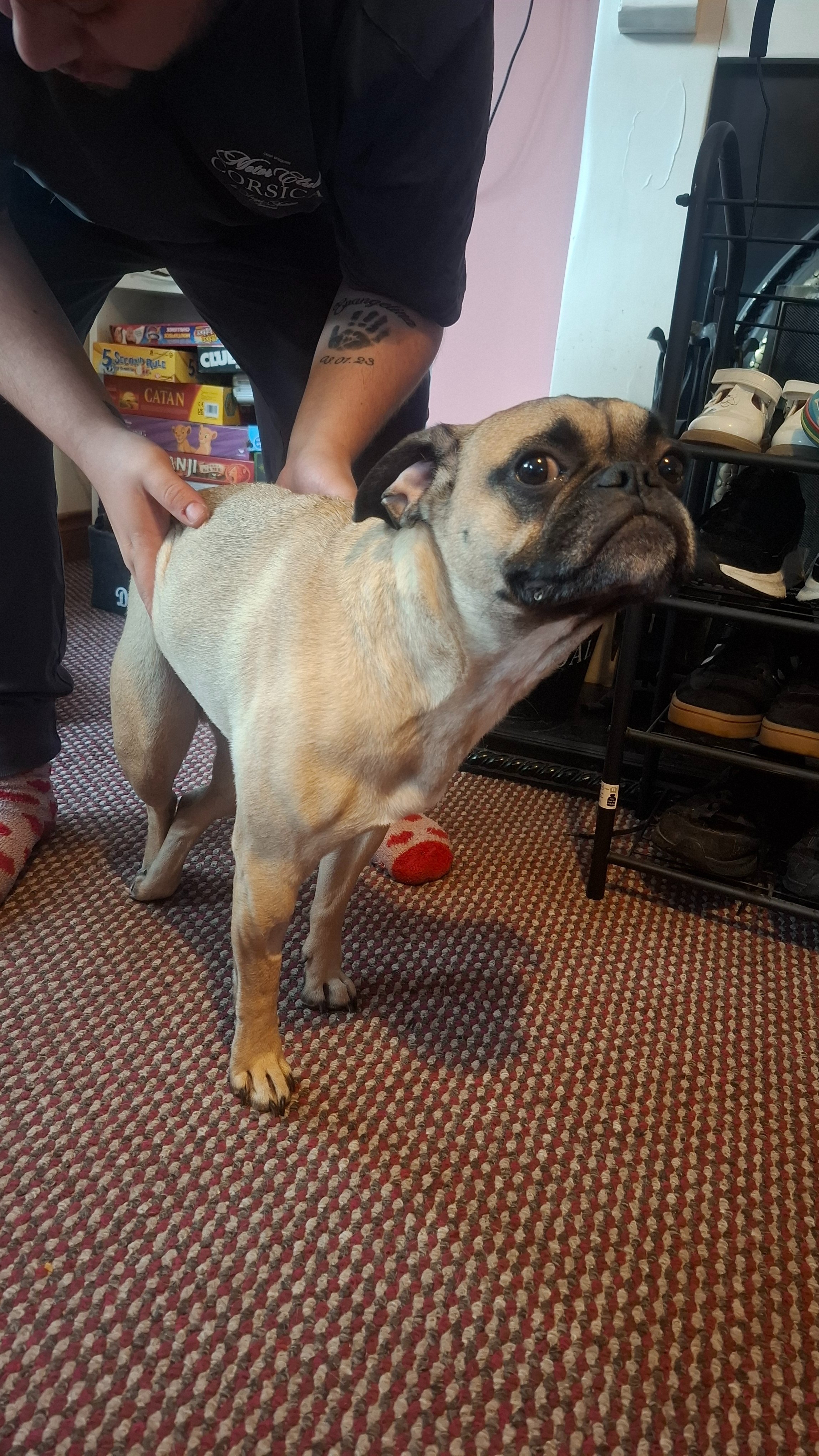 URGENT: Emergency Spine Surgery to Save Chilli the Frug campaign photo, 7 of 8