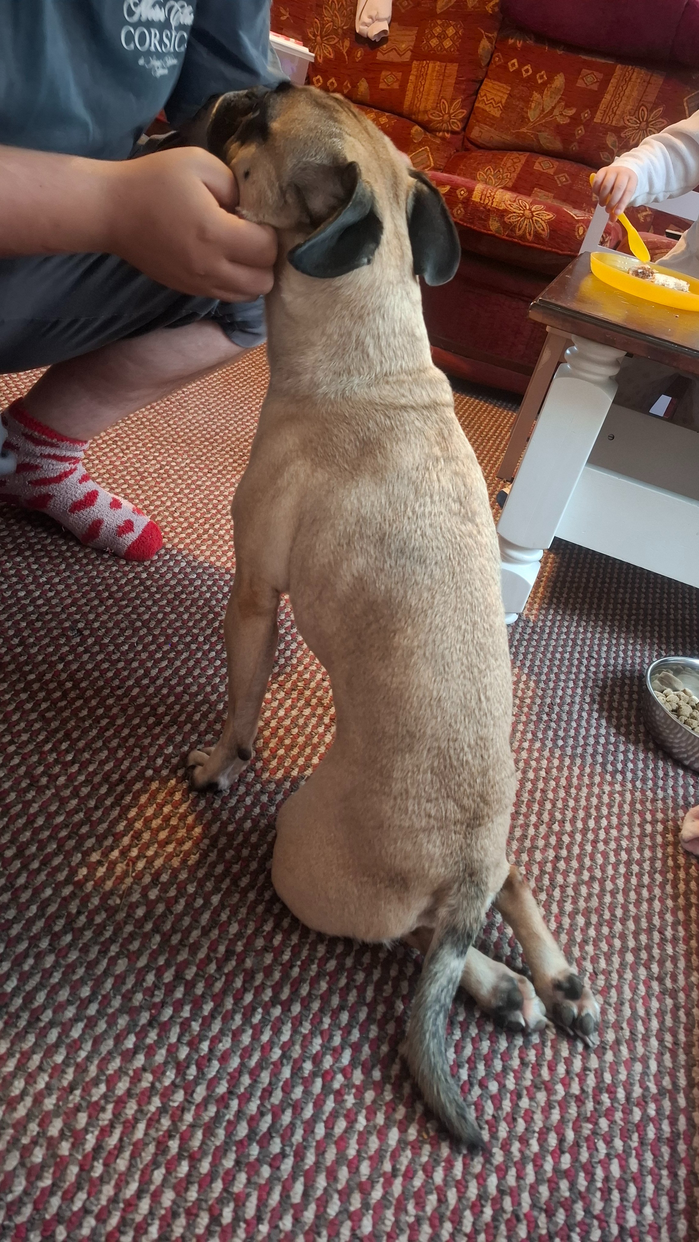 URGENT: Emergency Spine Surgery to Save Chilli the Frug campaign photo, 2 of 8