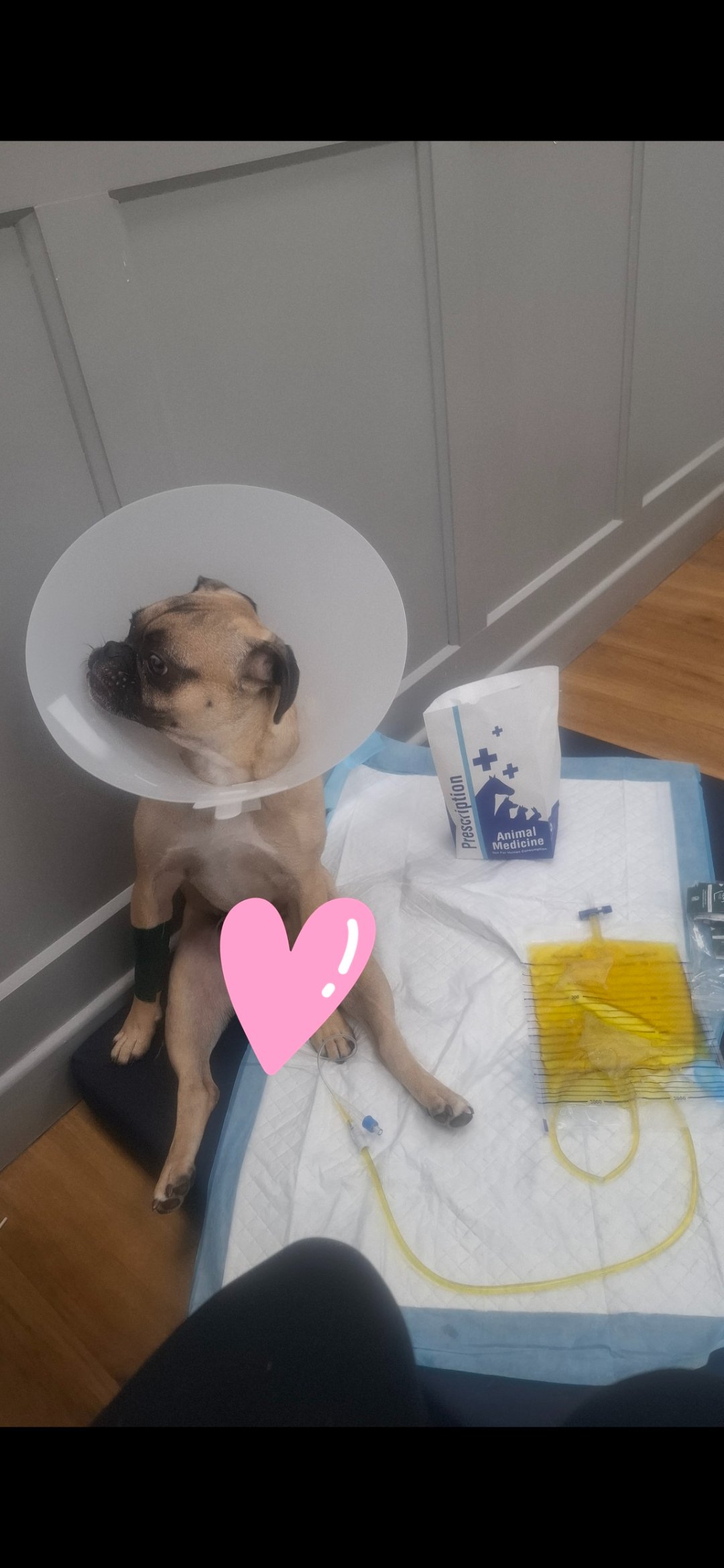 URGENT: Emergency Spine Surgery to Save Chilli the Frug campaign photo, 4 of 8