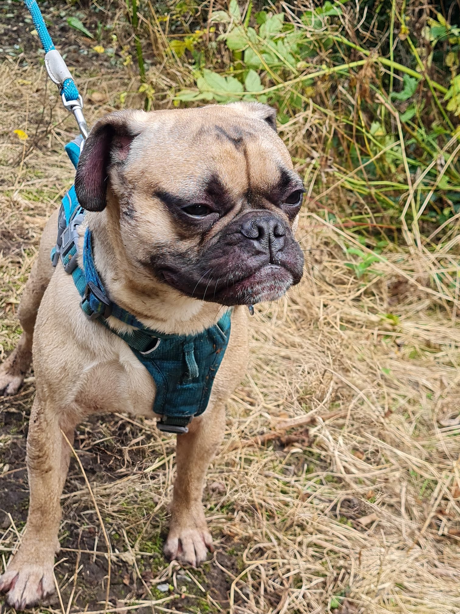 URGENT: Emergency Spine Surgery to Save Chilli the Frug campaign photo, 5 of 8