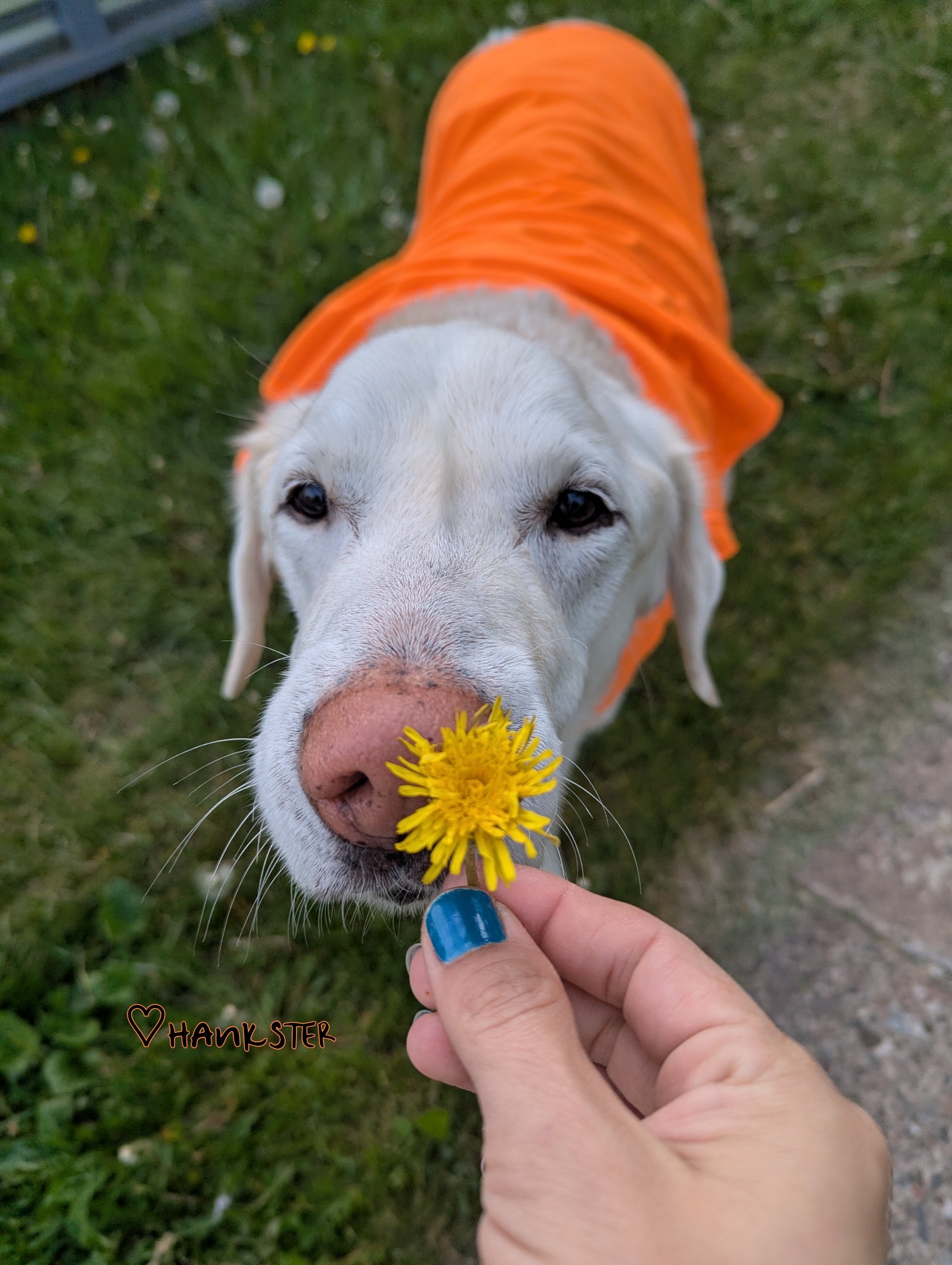 Help Hankster Get Life-Saving Surgery campaign photo, 7 of 8
