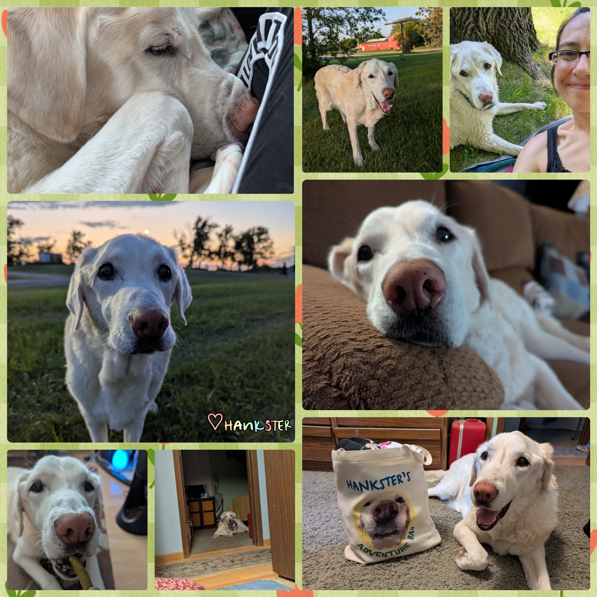 Help Hankster Get Life-Saving Surgery campaign photo, 5 of 8