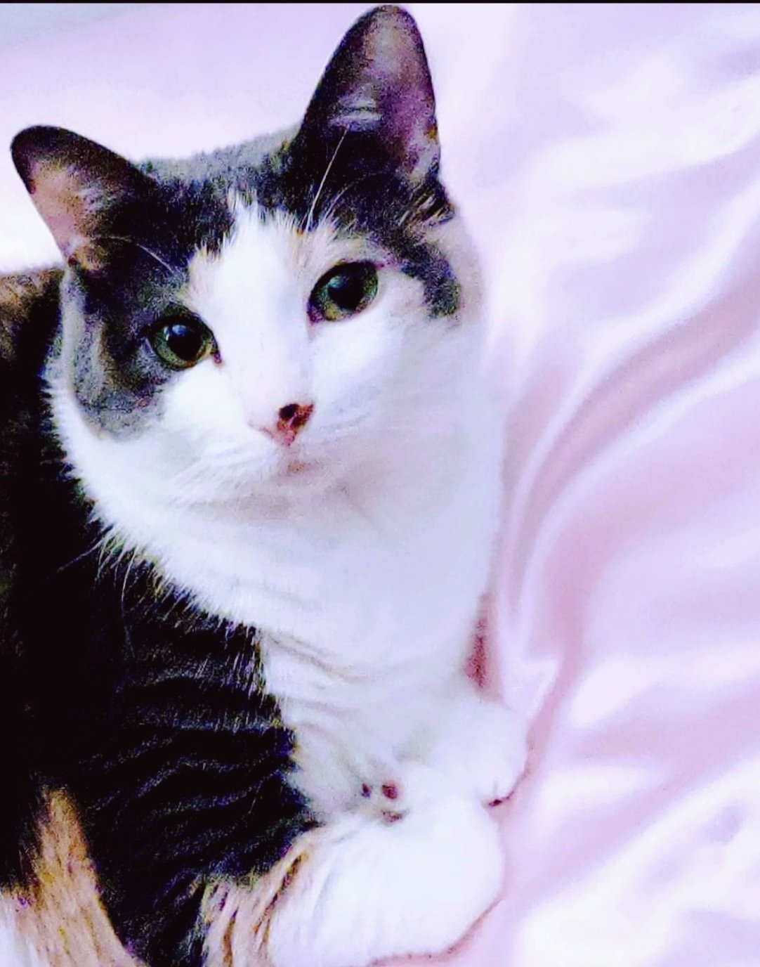 Help Lissett Fund Medically Necessary Vaginoplasty Revision campaign photo, 5 of 8