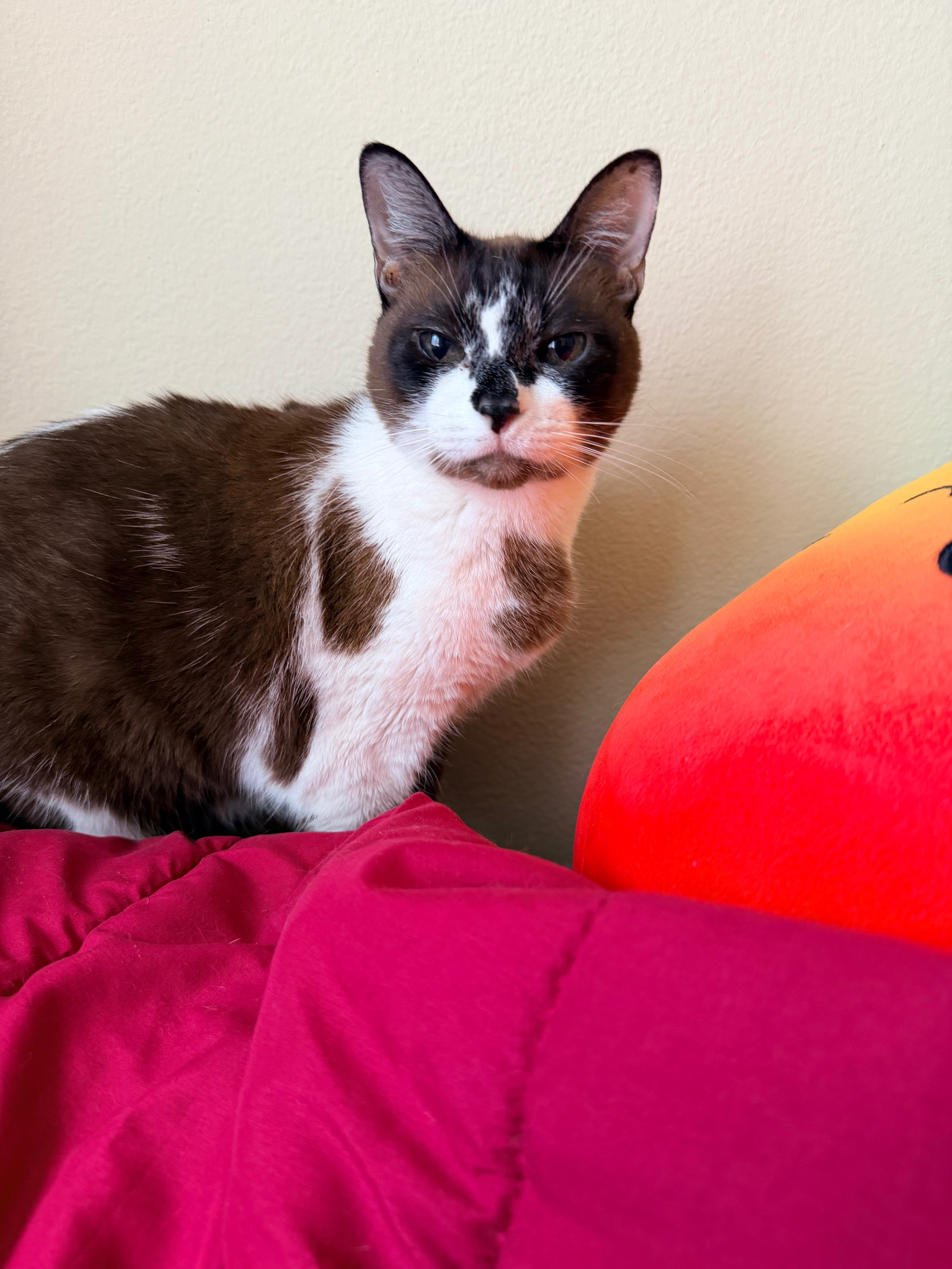 Support Ringo & Cleo’s Tumor Care campaign photo, 4 of 7