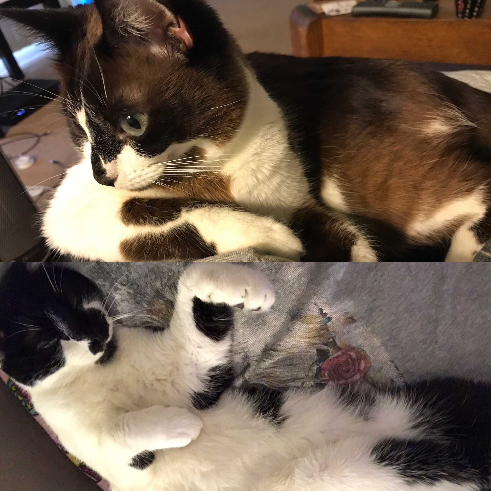 Support Ringo & Cleo’s Tumor Care campaign photo, 5 of 7