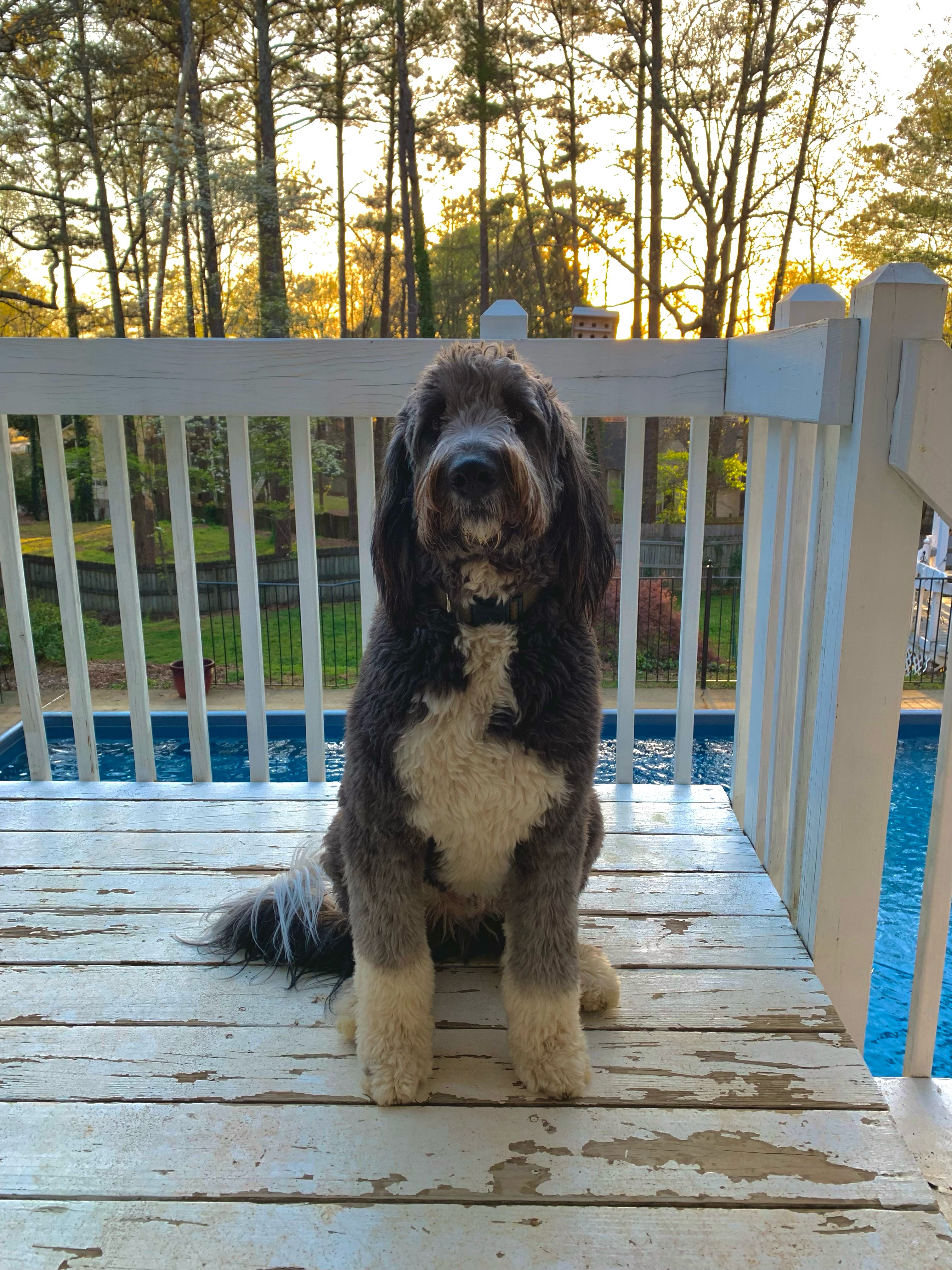 Please help our furry baby’s lungs. campaign photo, 7 of 8