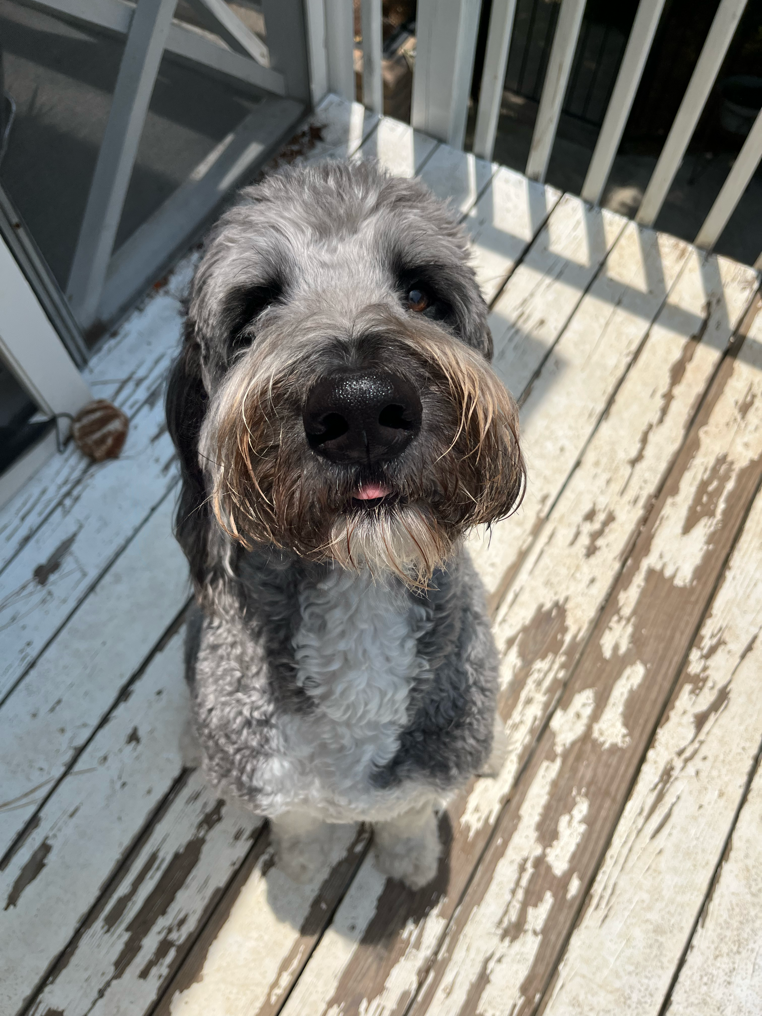 Please help our furry baby’s lungs. campaign photo, 5 of 8