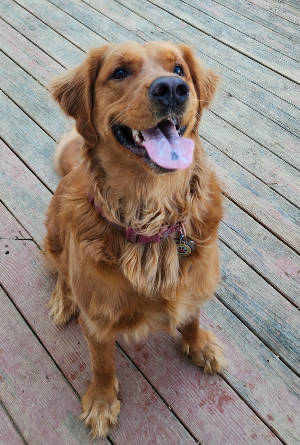 Help Fitz Get the Surgery He Needs campaign photo, 2 of 6
