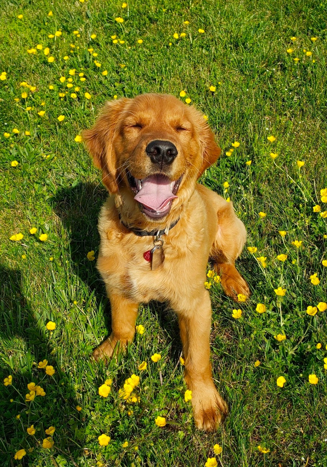 Help Fitz Get the Surgery He Needs campaign photo, 4 of 6