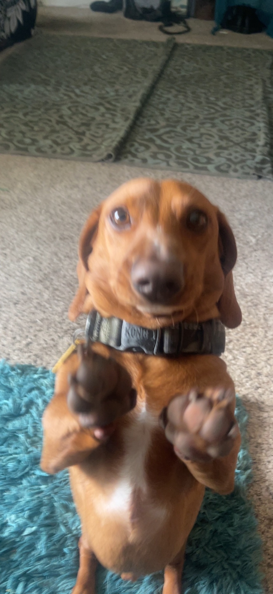 Help Winston Heal After a Dog Attack campaign photo, 7 of 8