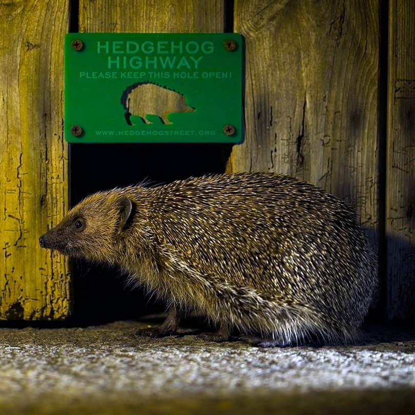 Help support HedgeFest and save London's urban hedgehogs! campaign photo, 2 of 5