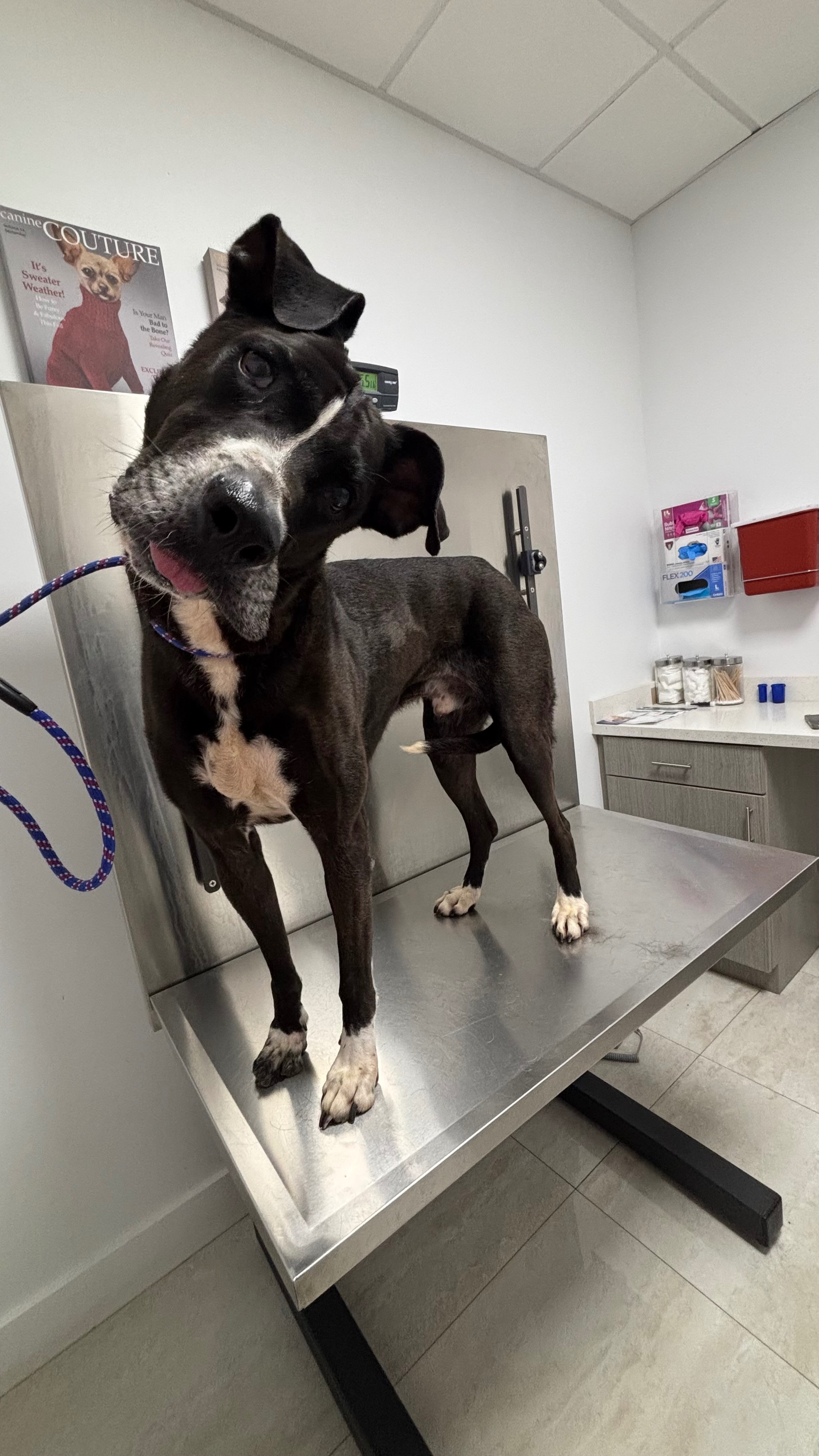 Help Barney Get the Care He Deserves campaign photo, 7 of 8