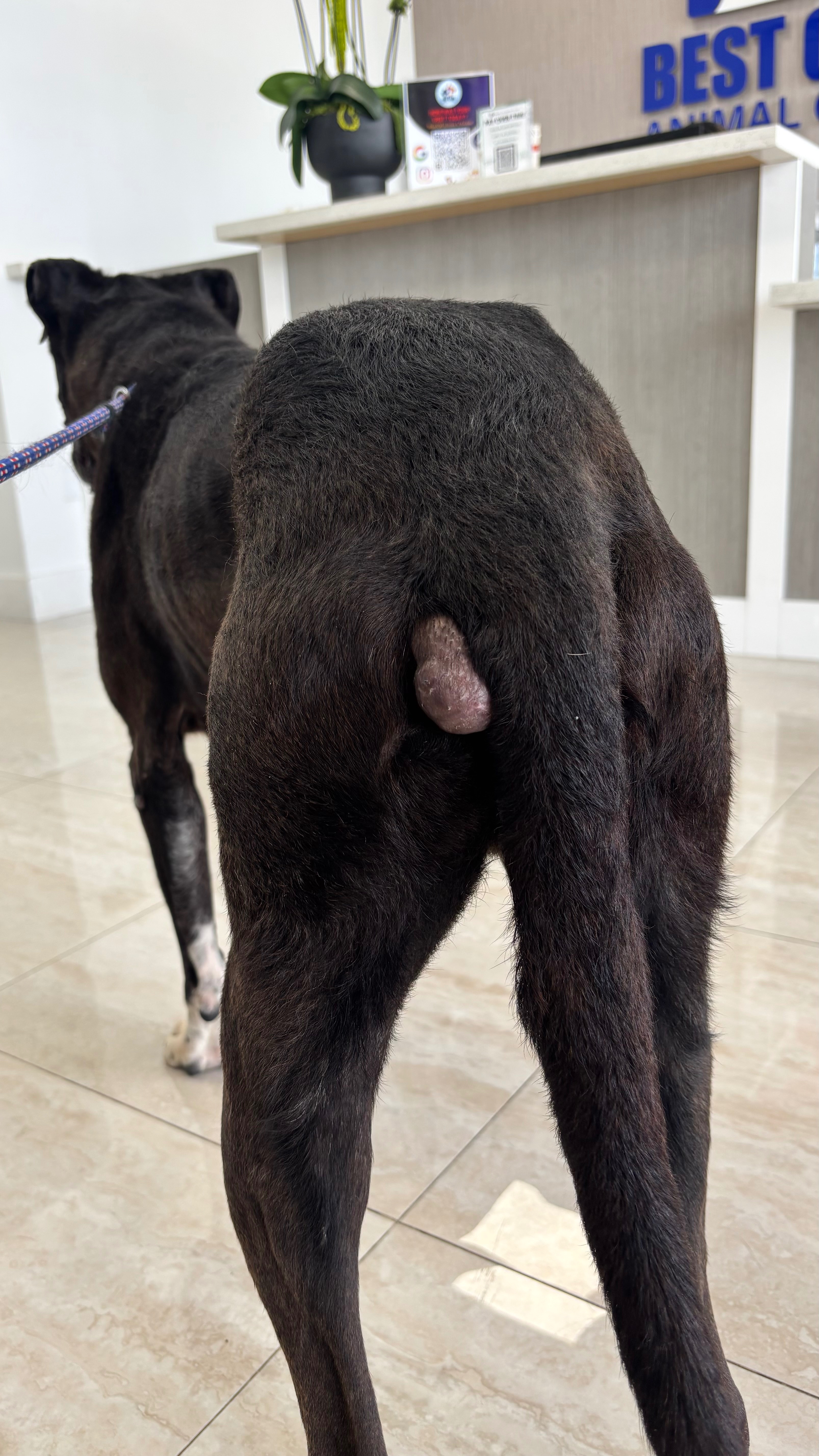 Help Barney Get the Care He Deserves campaign photo, 4 of 8