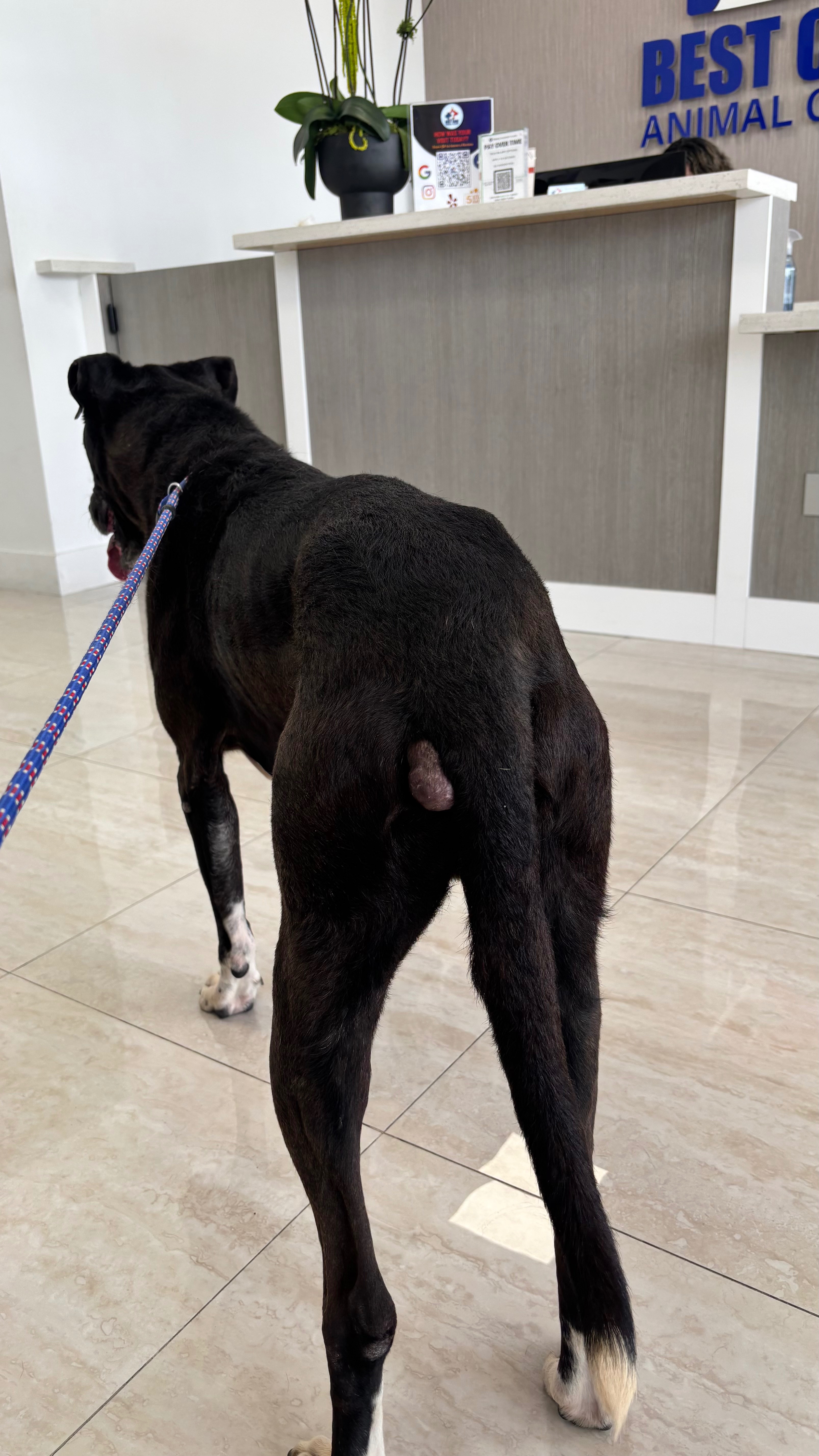 Help Barney Get the Care He Deserves campaign photo, 5 of 8