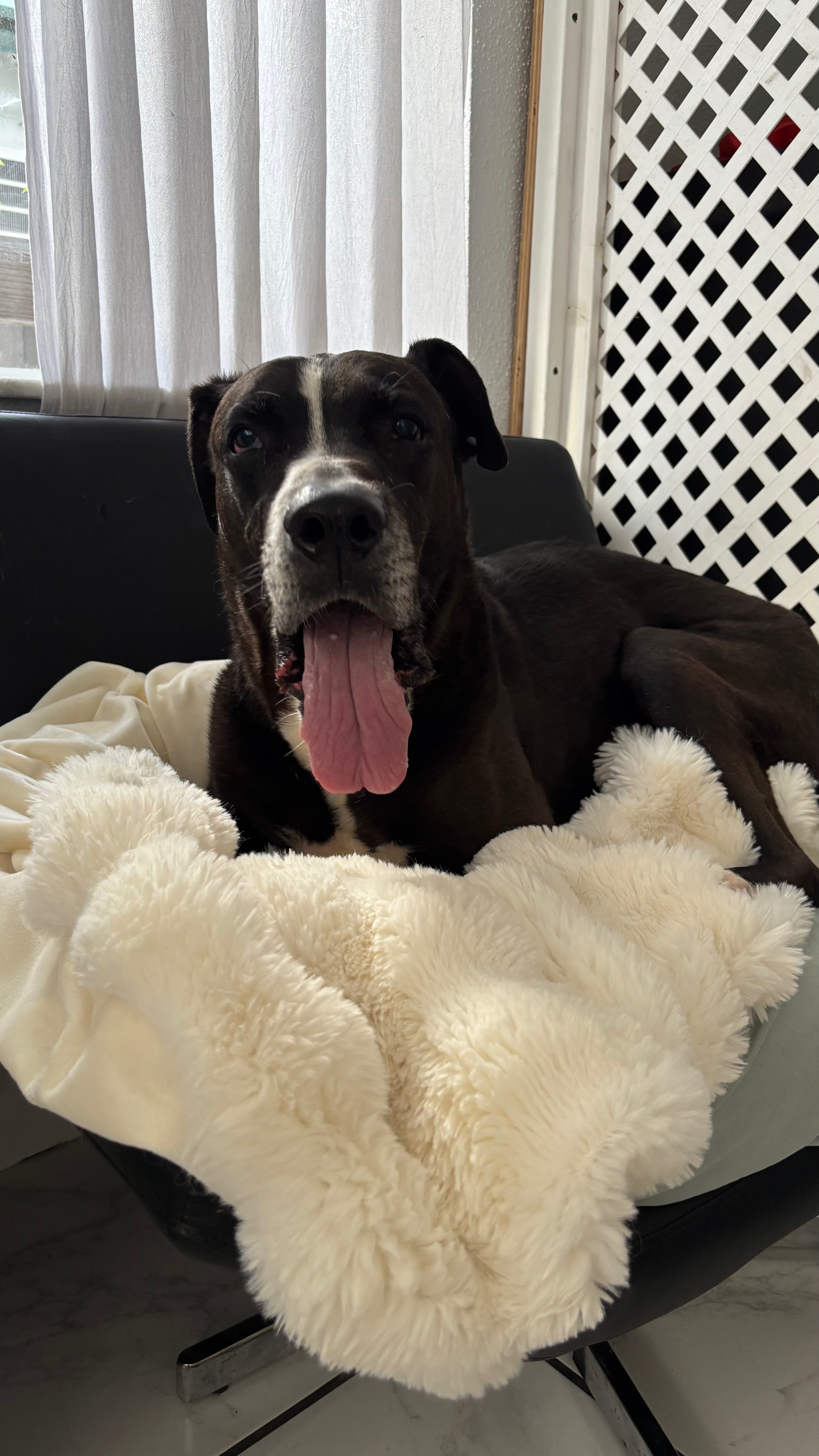 Help Barney Get the Care He Deserves campaign photo, 6 of 8