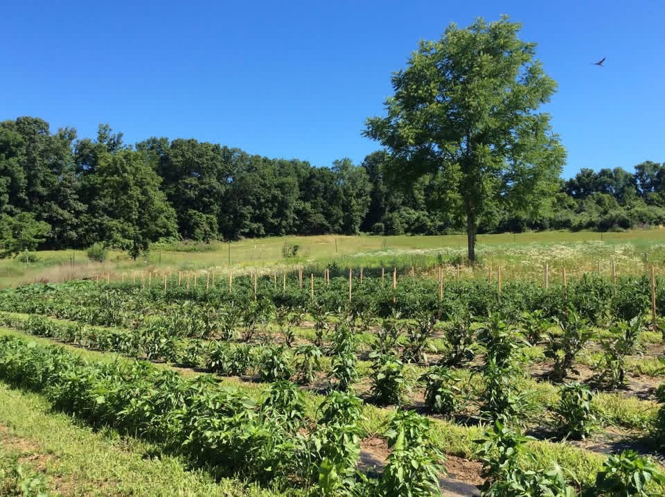 Help Save Red Clover Farms campaign photo, 5 of 8