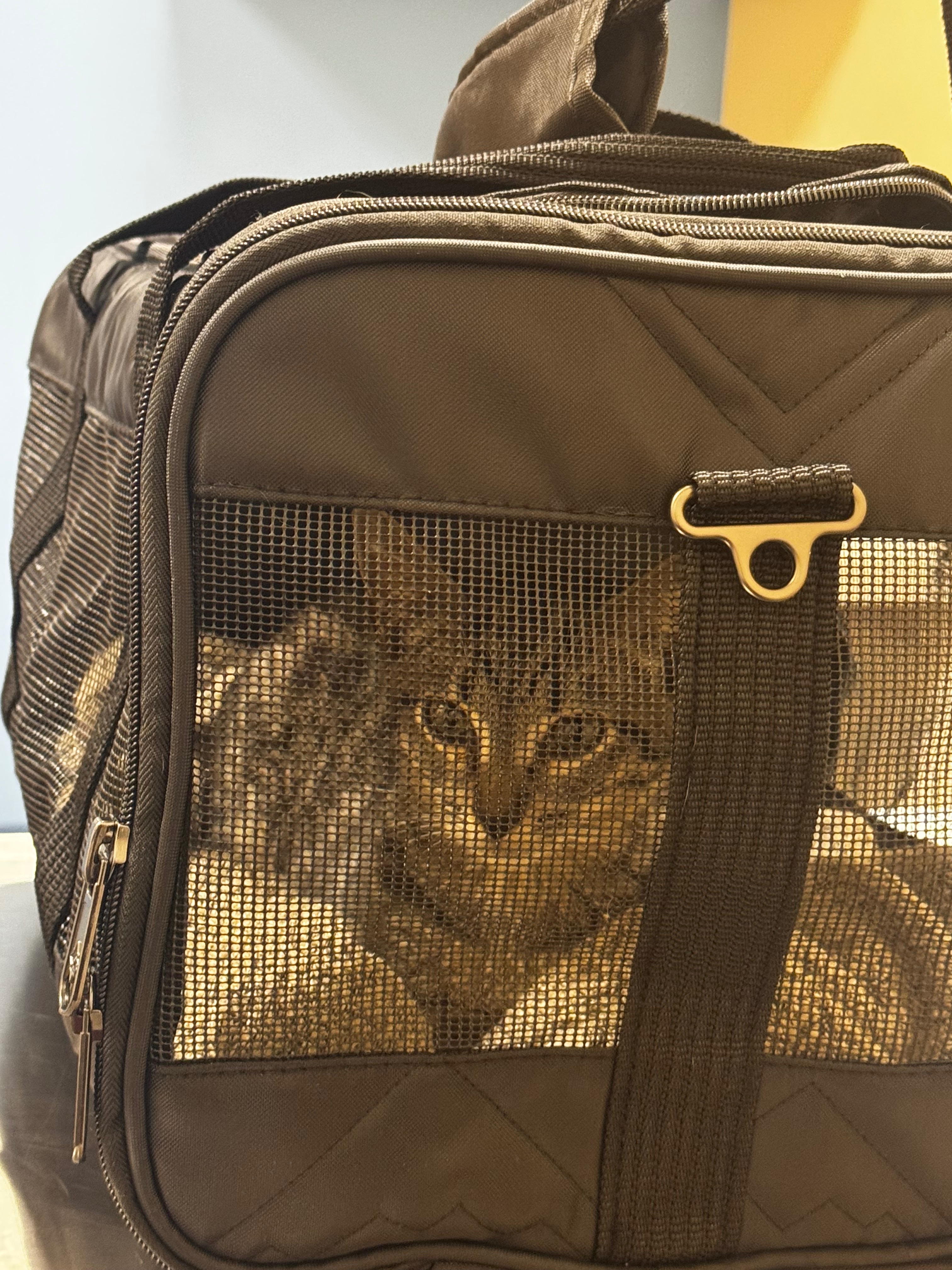 Help Tiger Beat FIP and Recover campaign photo, 7 of 8