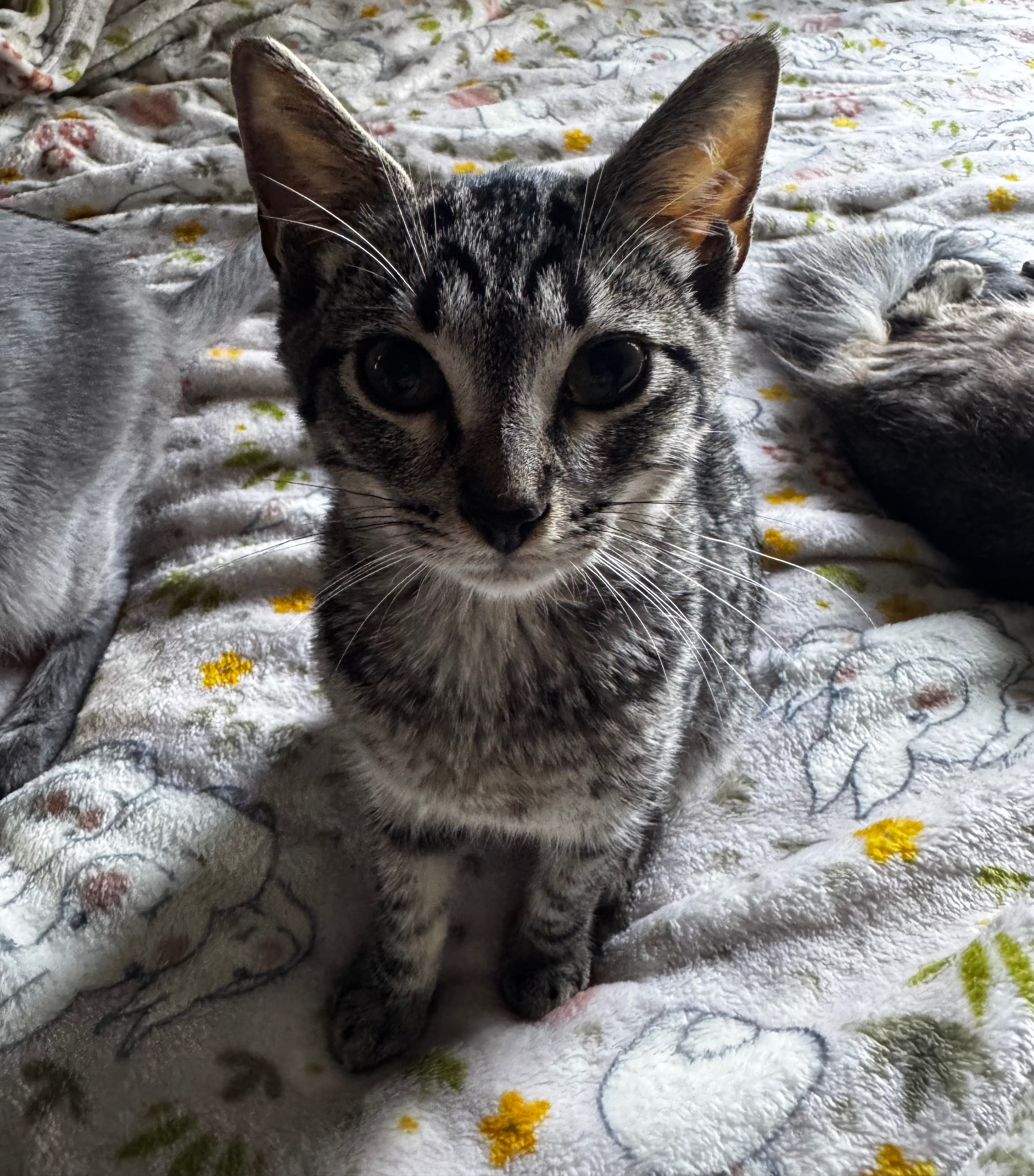 Help Tiger Beat FIP and Recover campaign photo, 2 of 8
