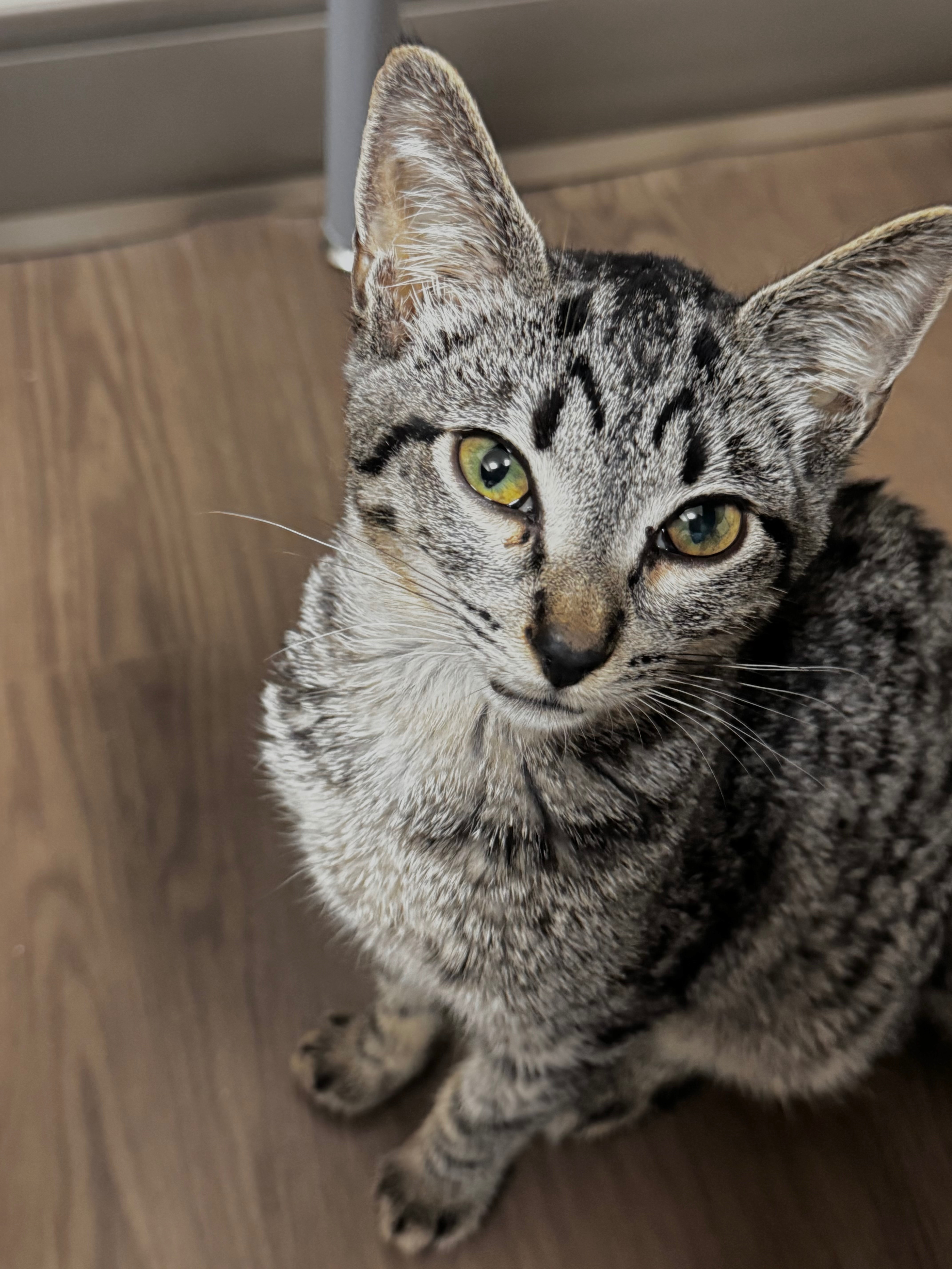 Help Tiger Beat FIP and Recover campaign photo, 4 of 8