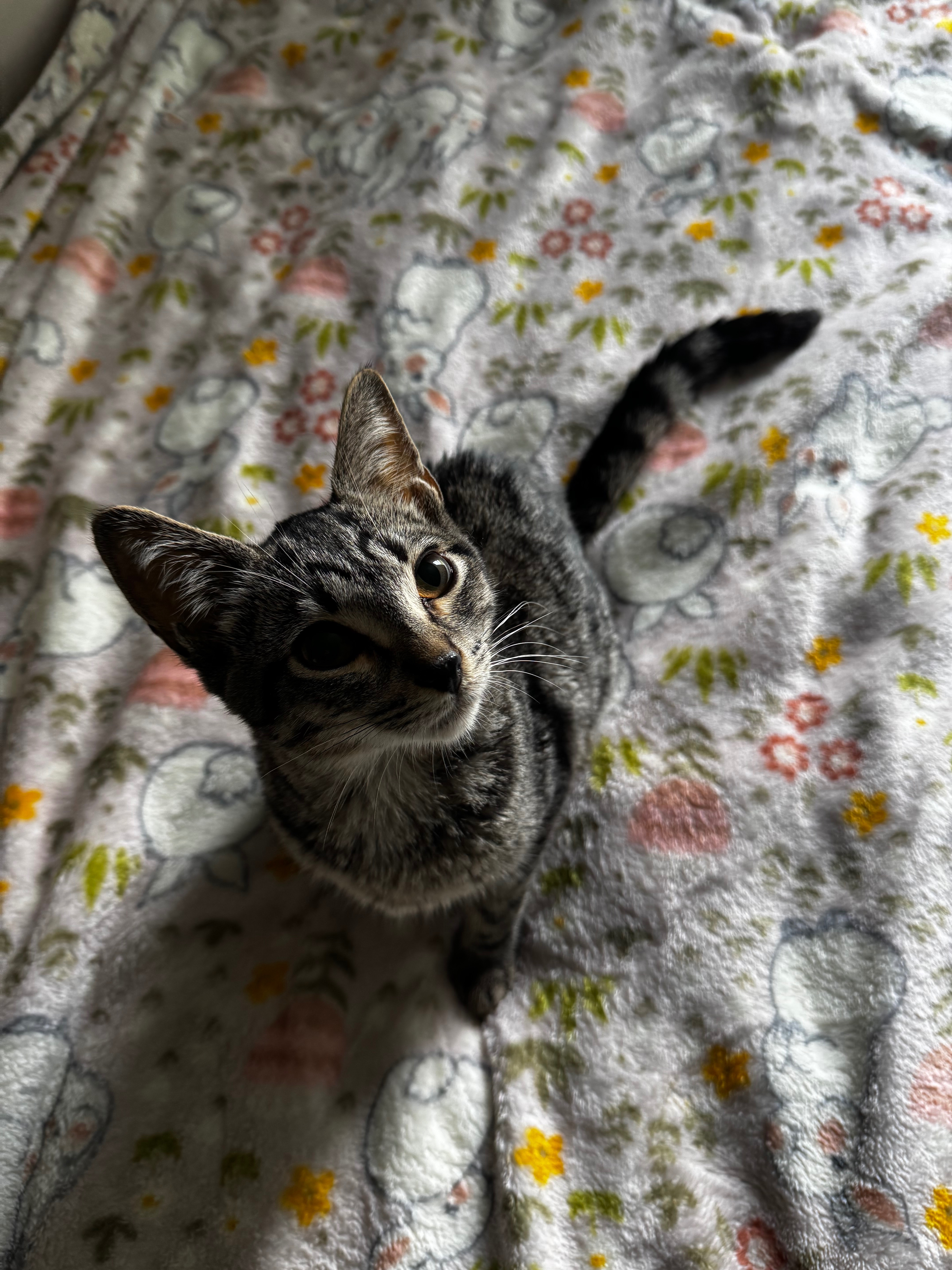 Help Tiger Beat FIP and Recover campaign photo, 6 of 8
