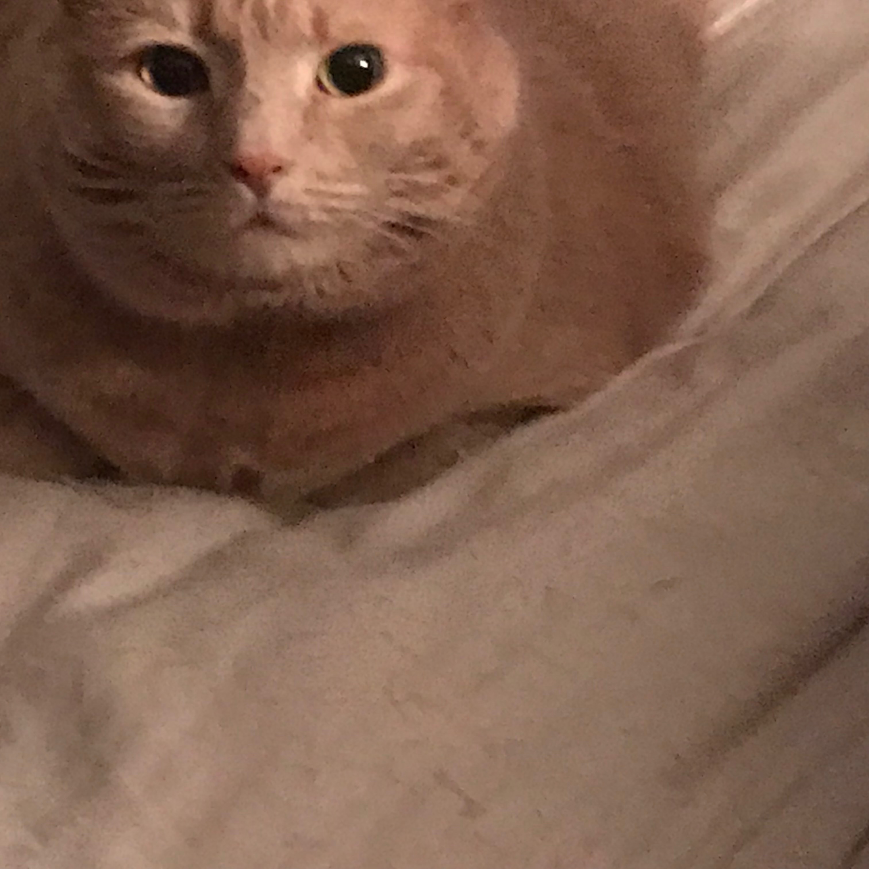 Please help save my family kitty!! Honey needs help! campaign photo, 7 of 8