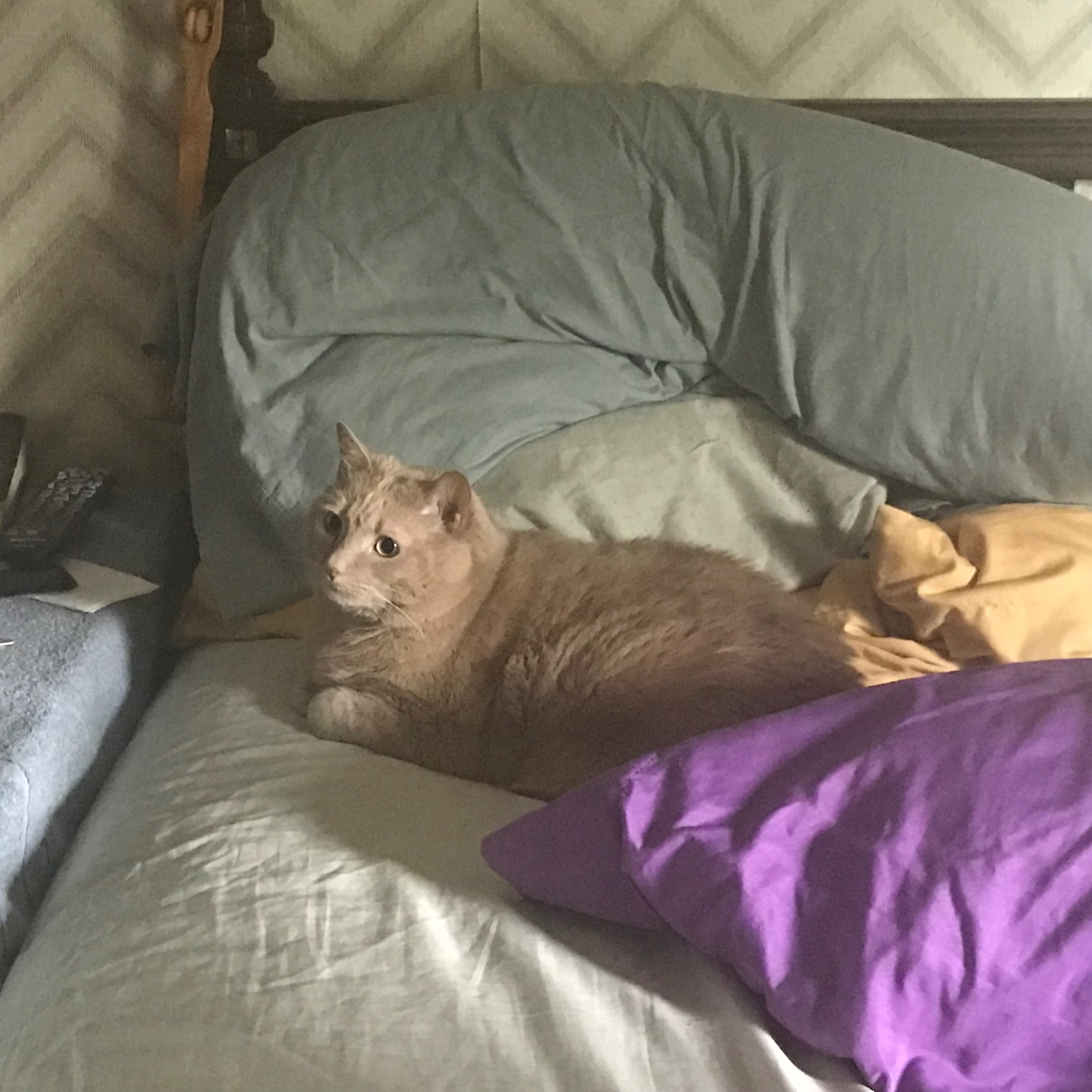 Please help save my family kitty!! Honey needs help! campaign photo, 2 of 8