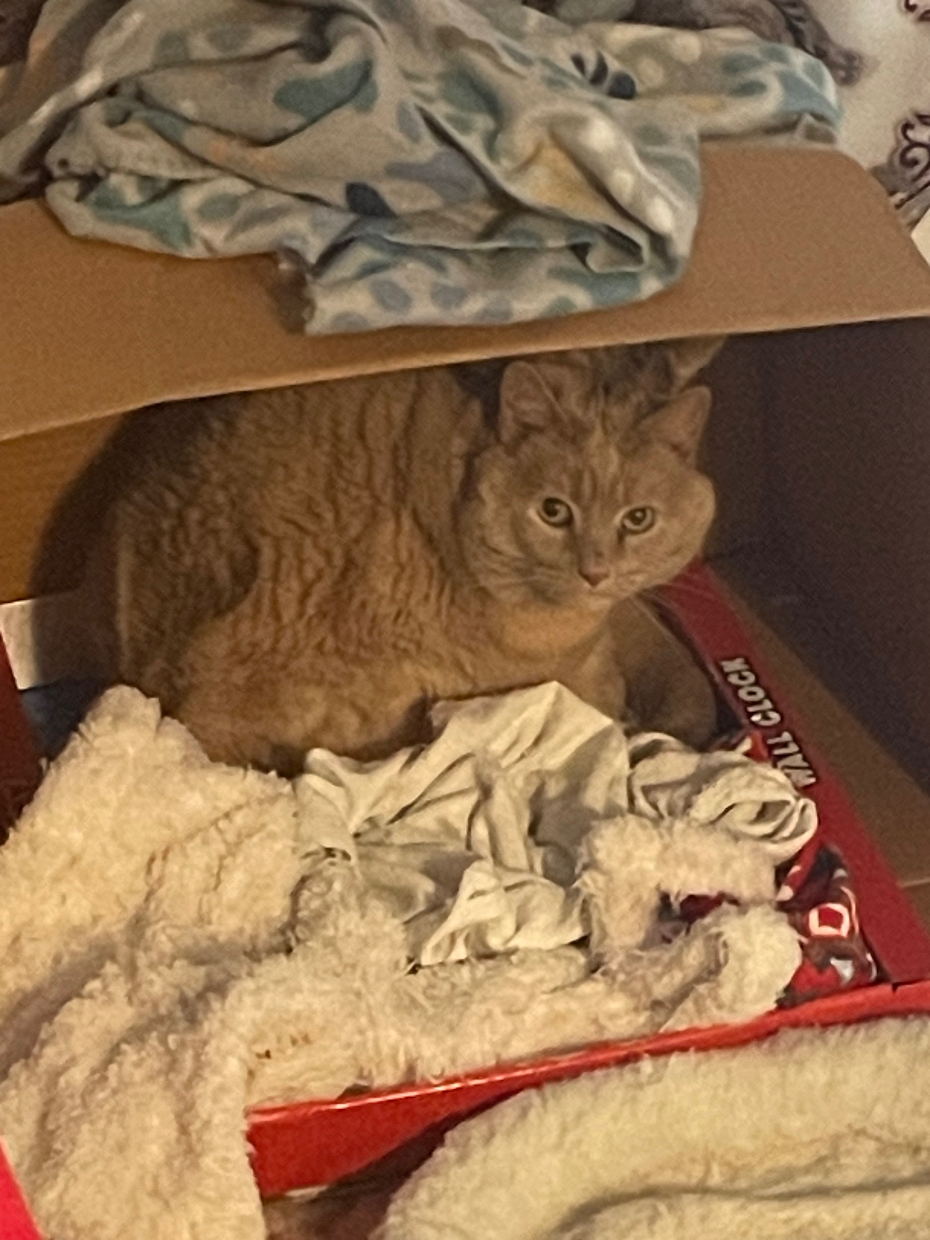 Please help save my family kitty!! Honey needs help! campaign photo, 4 of 8