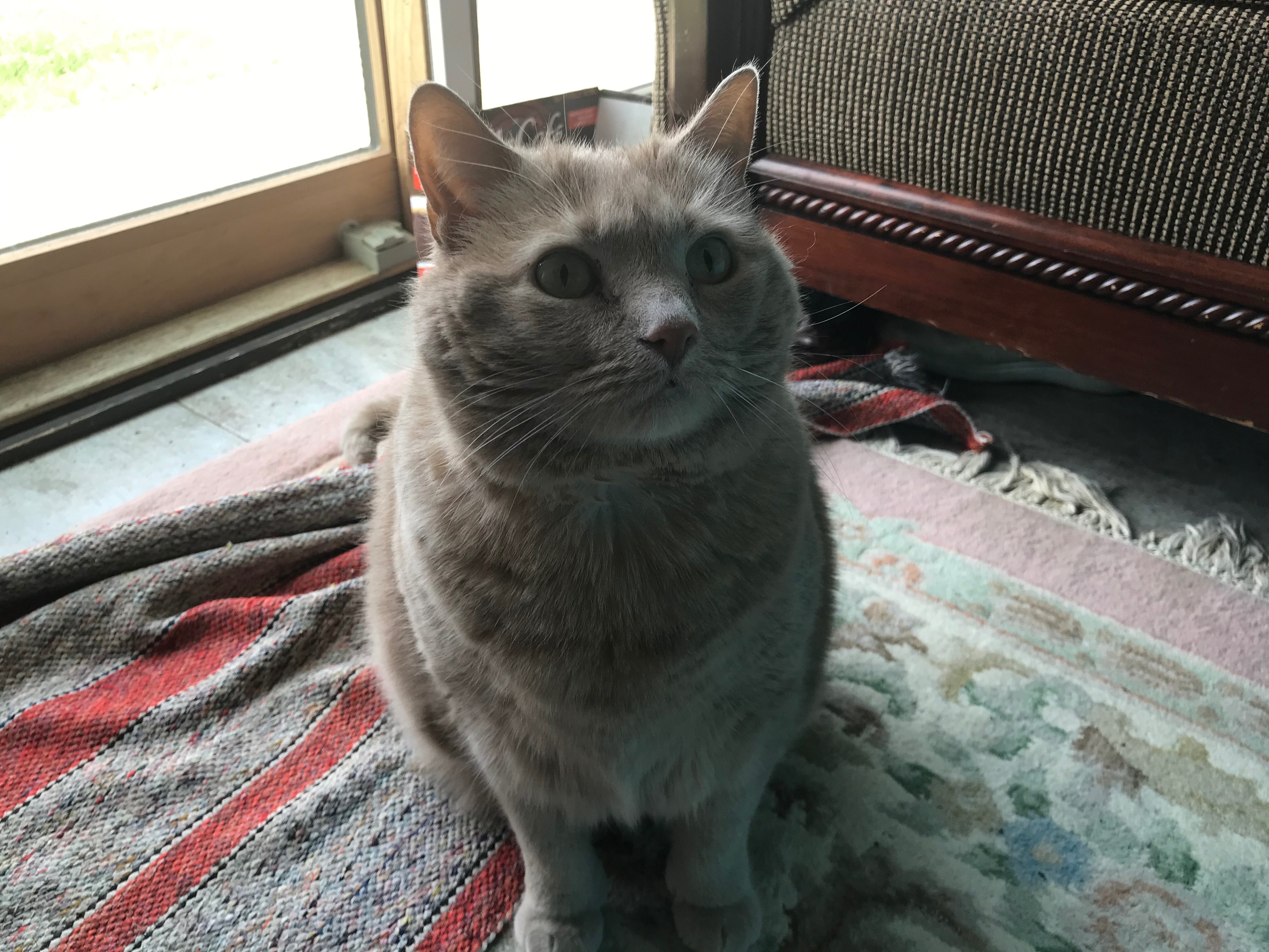 Please help save my family kitty!! Honey needs help! campaign photo, 5 of 8