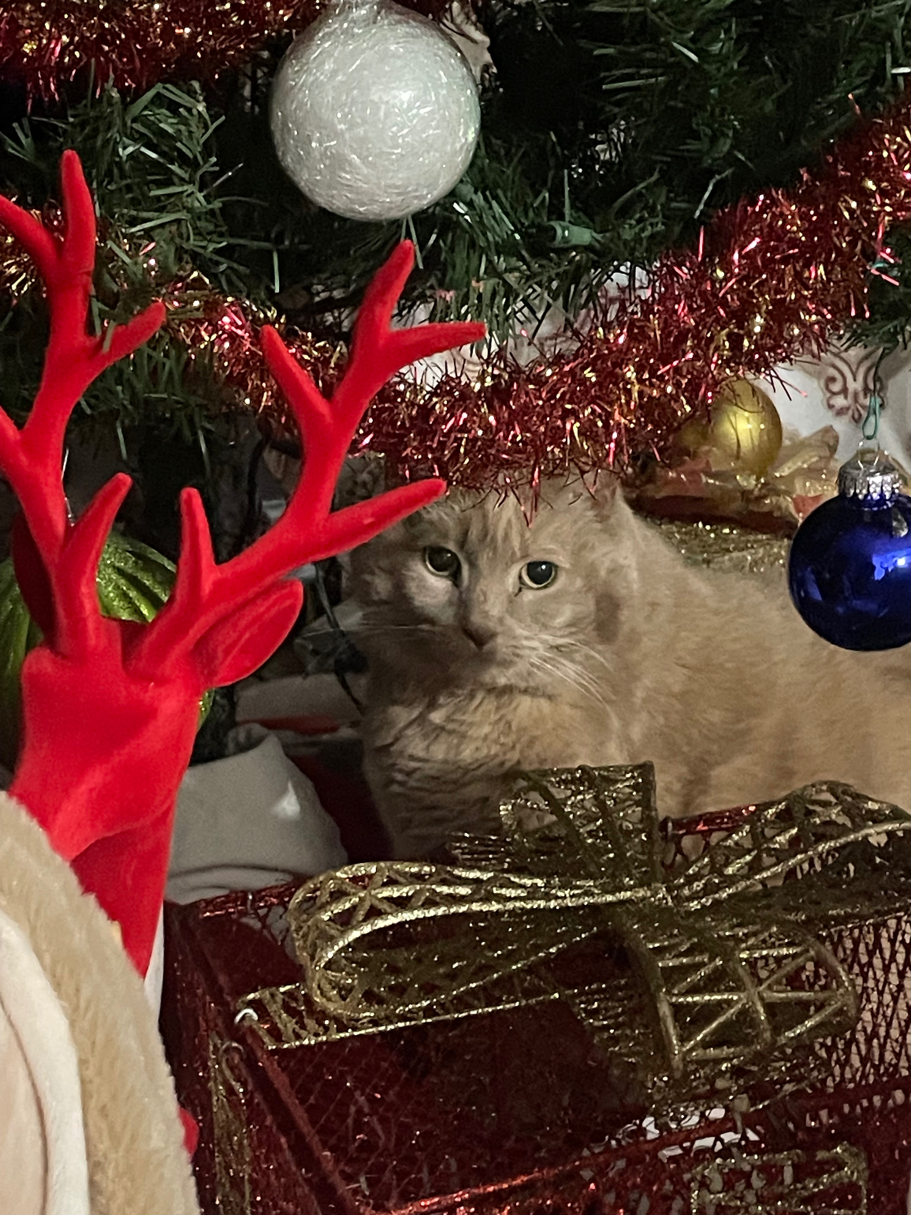 Please help save my family kitty!! Honey needs help! campaign photo, 6 of 8