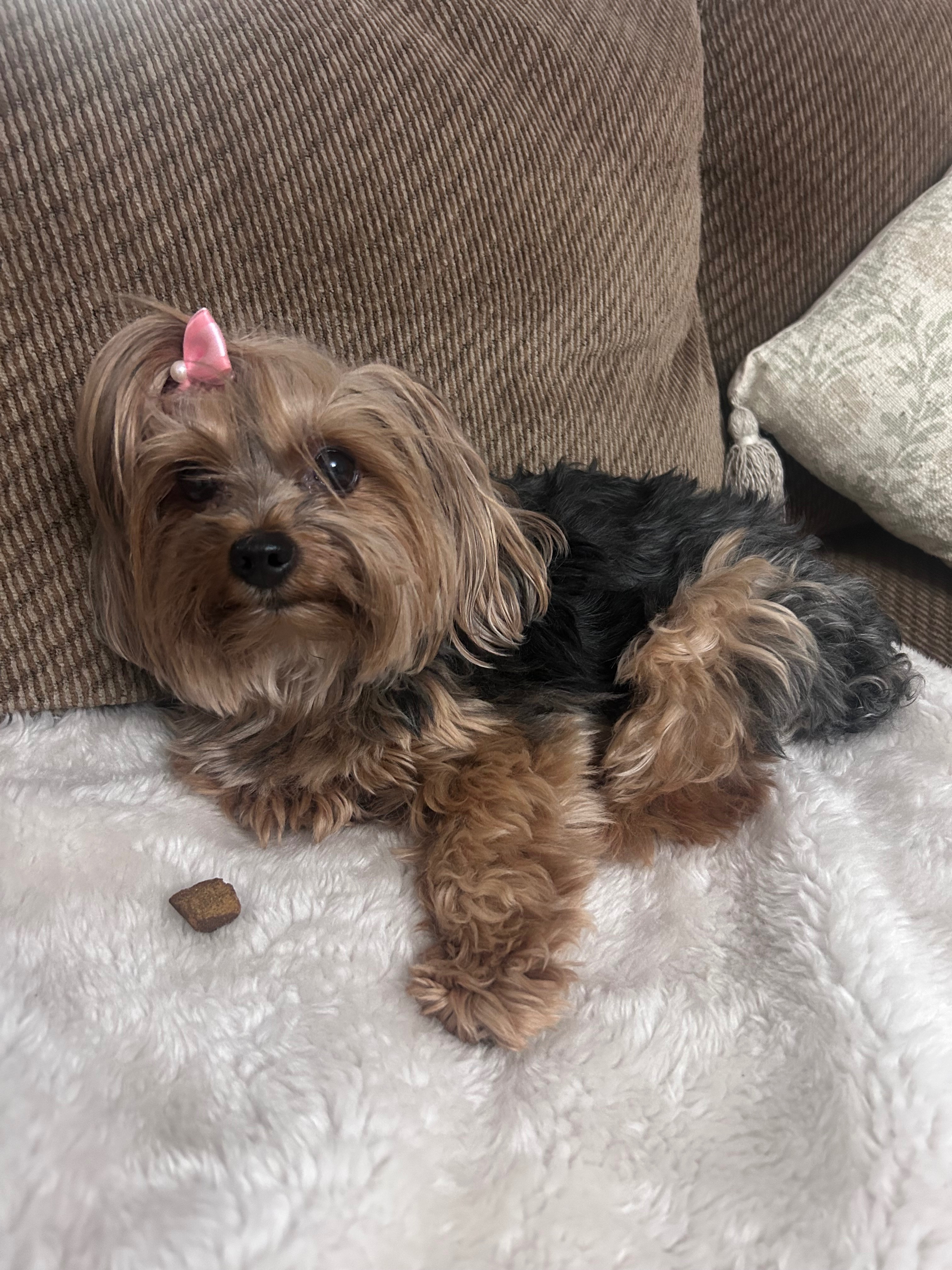 Help Sol Get the CCL Surgery She Desperately Needs ❤️ campaign photo, 4 of 6