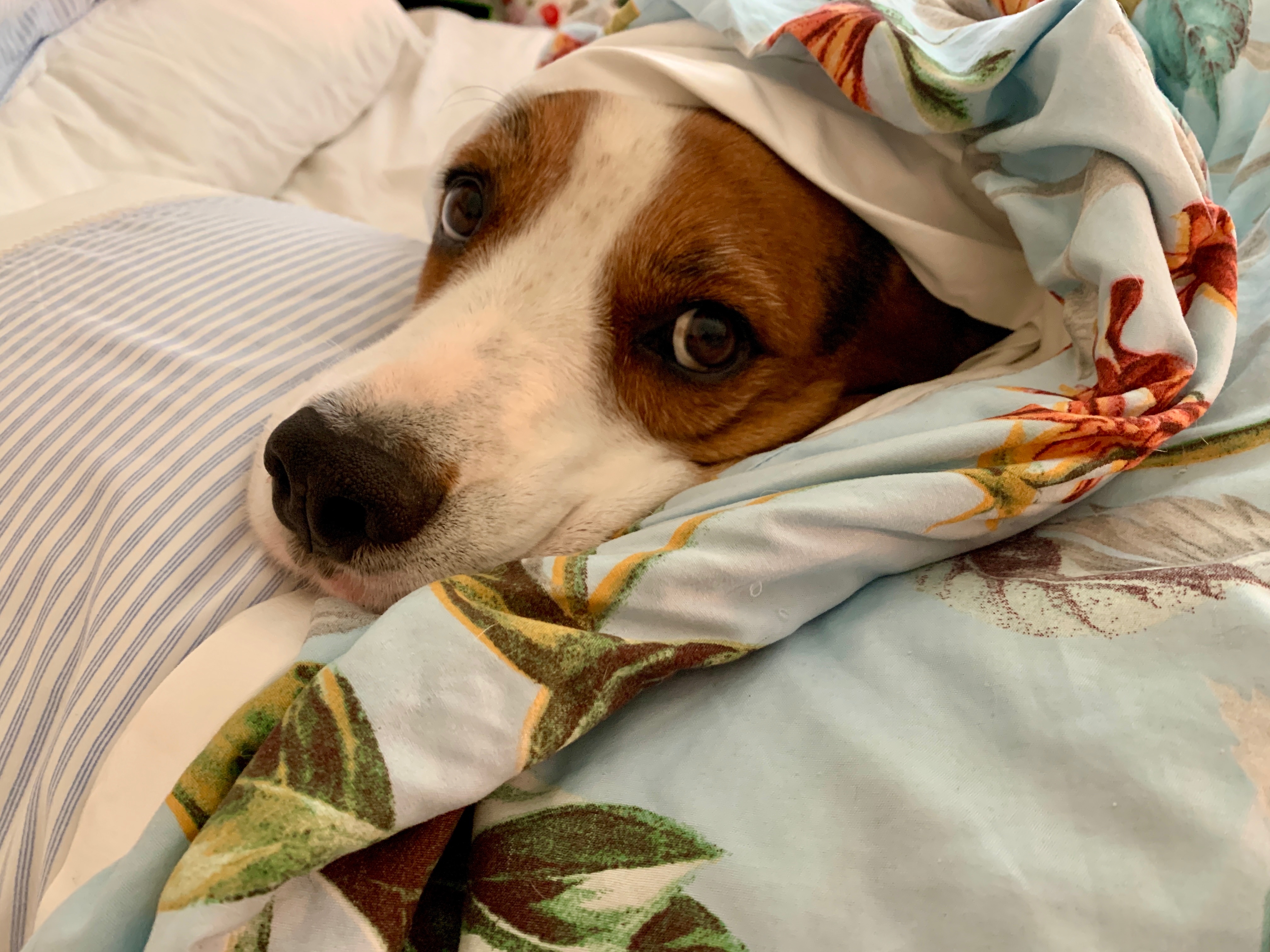 Will you please help Reuben the Walker Beagle? campaign photo, 6 of 6