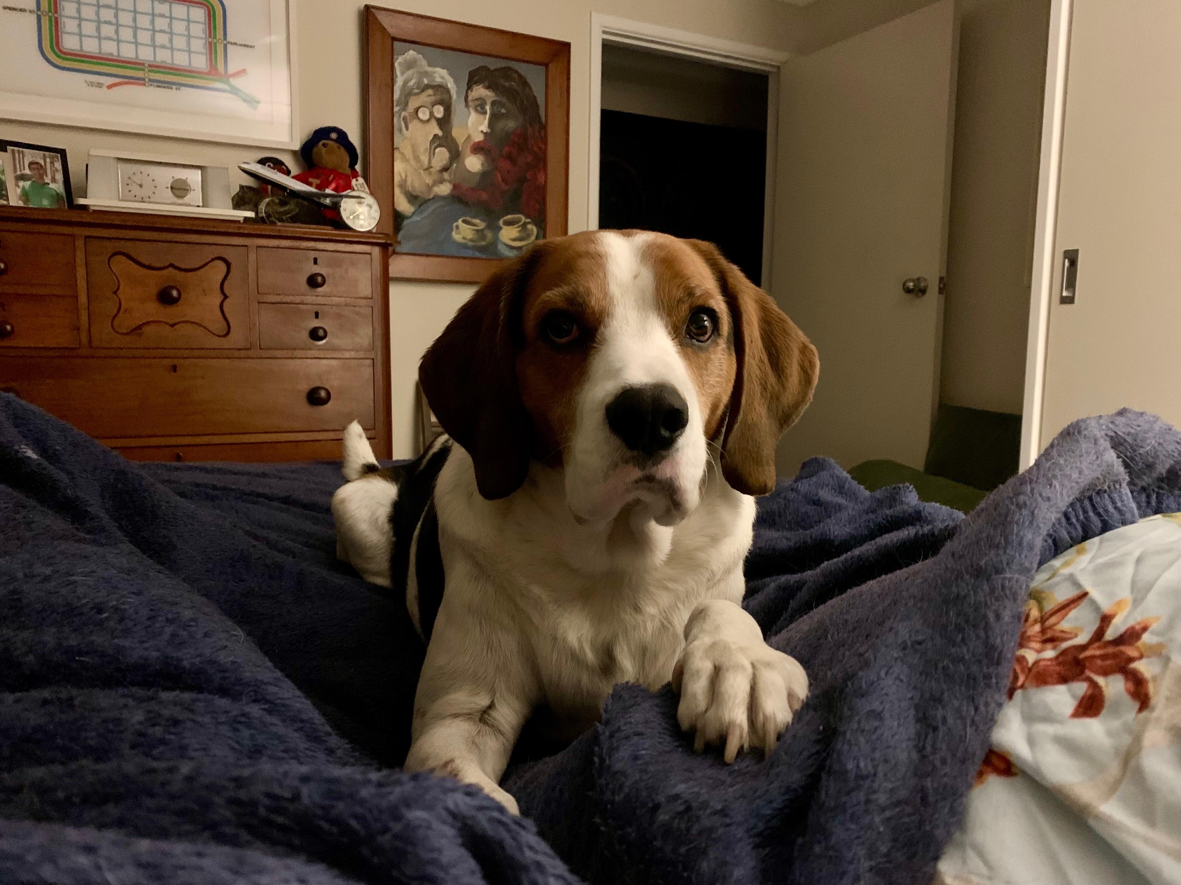 Will you please help Reuben the Walker Beagle? campaign photo, 2 of 6