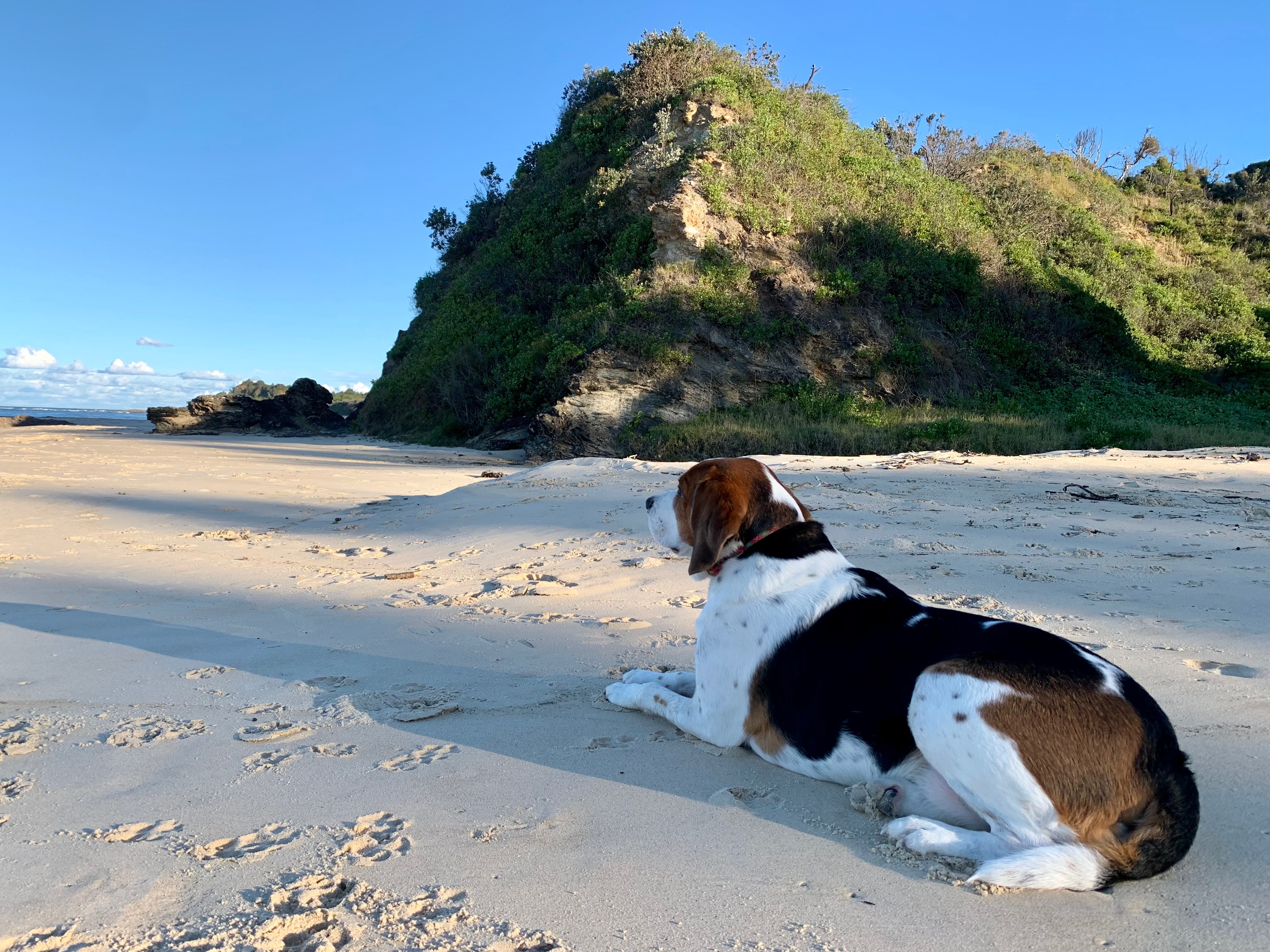 Will you please help Reuben the Walker Beagle? campaign photo, 5 of 6