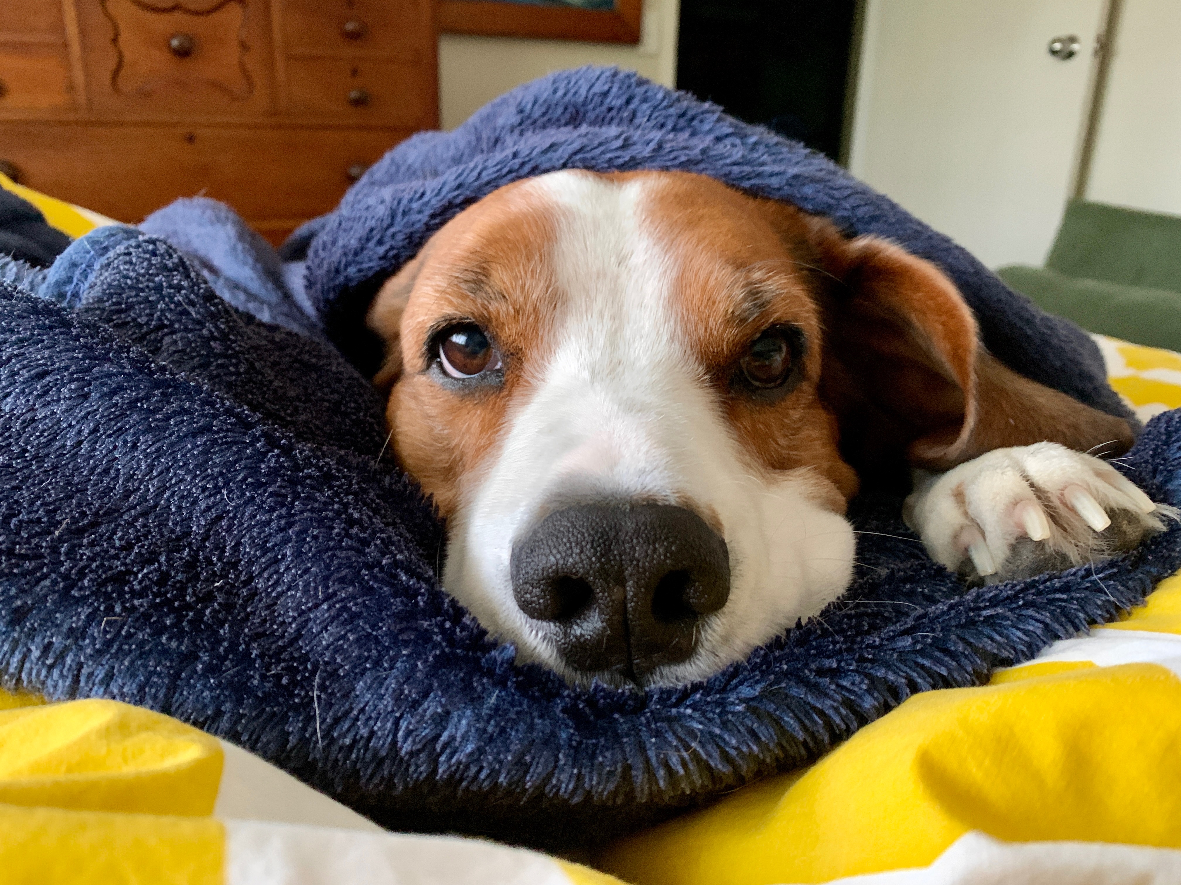 Will you please help Reuben the Walker Beagle? campaign photo, 4 of 6