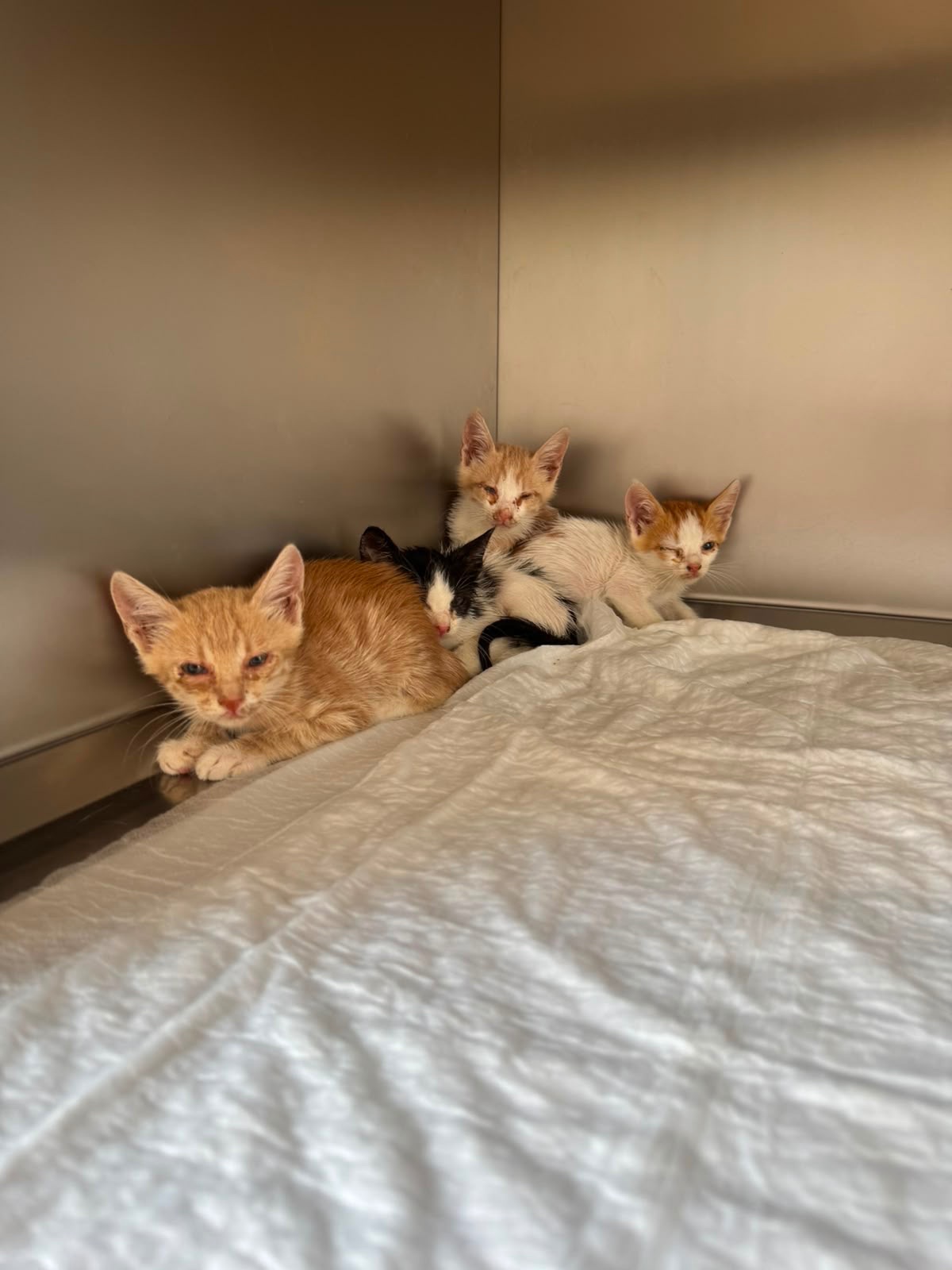 Support Kittens & Cats in Need campaign photo, 2 of 8