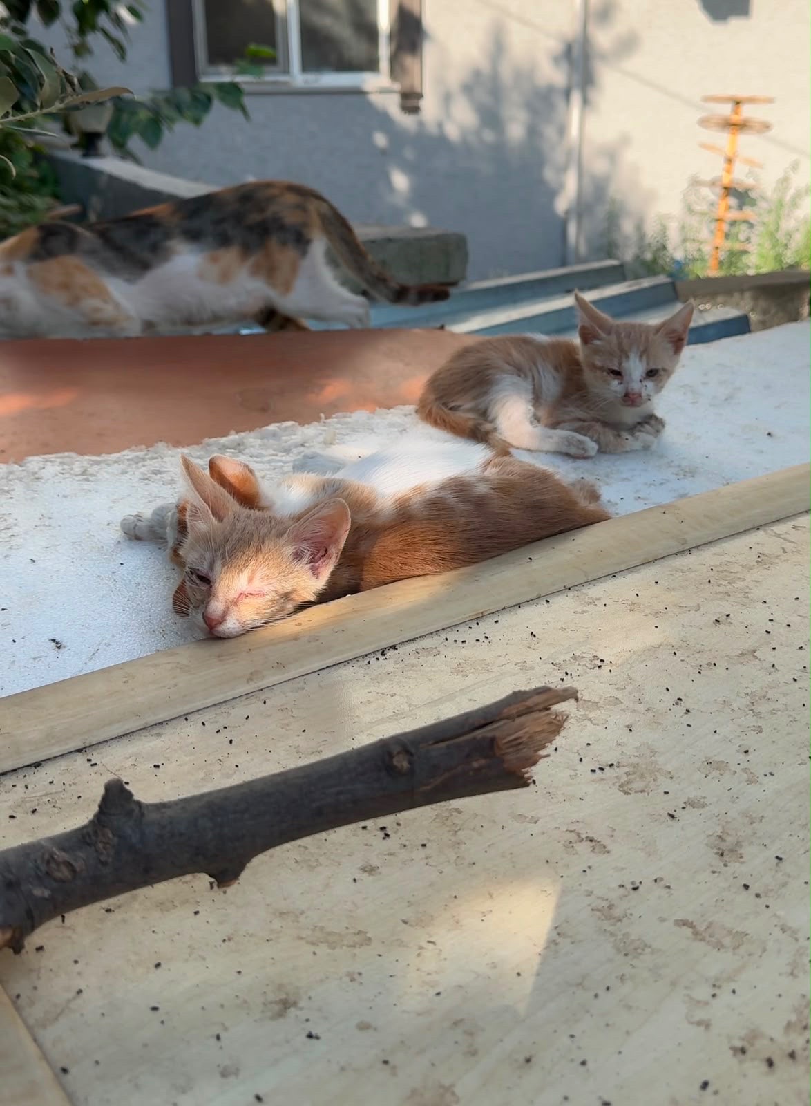 Support Kittens & Cats in Need campaign photo, 7 of 8
