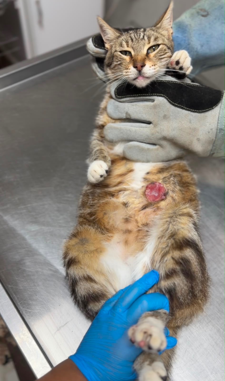 Support Kittens & Cats in Need campaign photo, 6 of 8