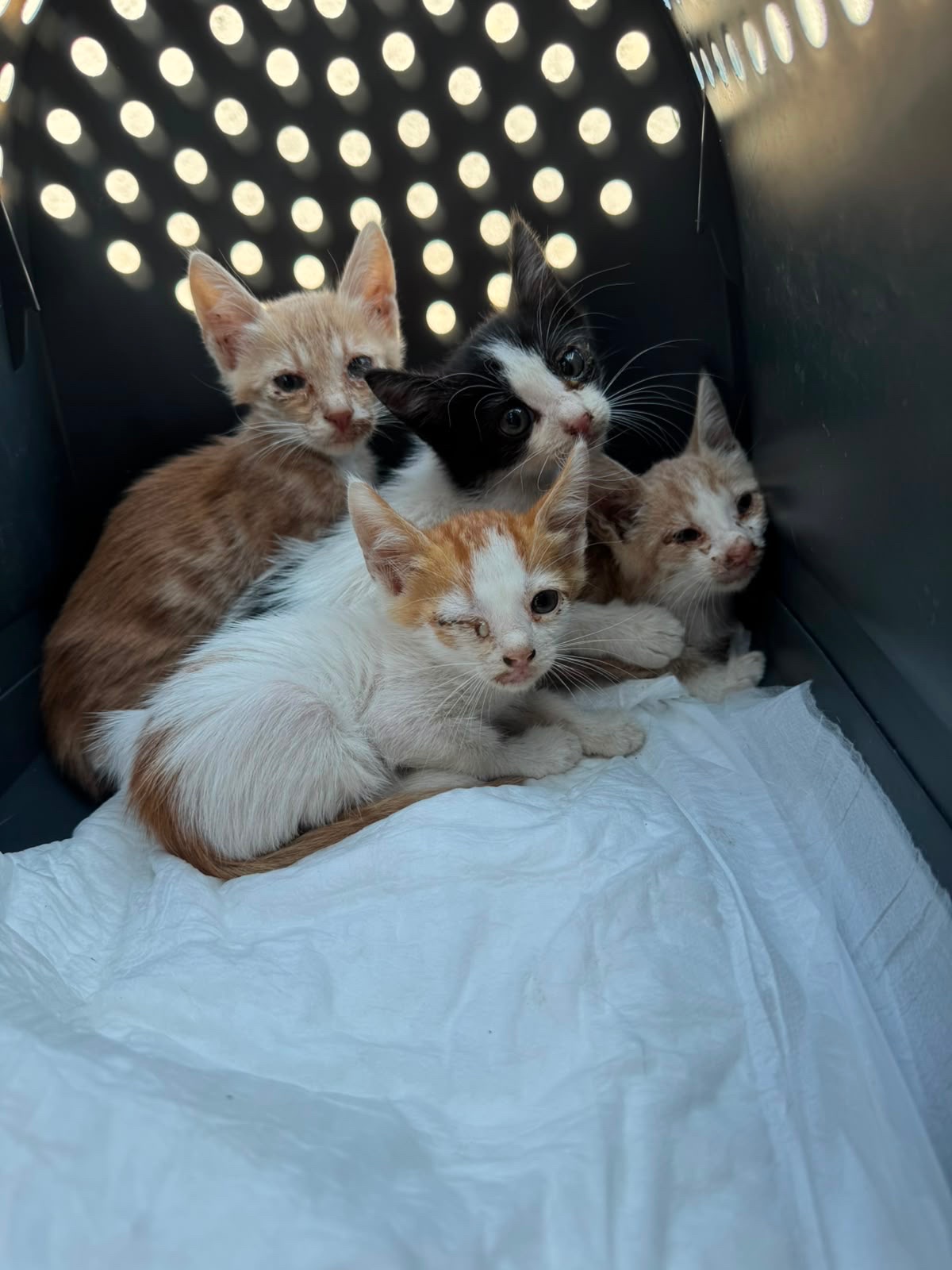 Support Kittens & Cats in Need campaign photo, 5 of 8