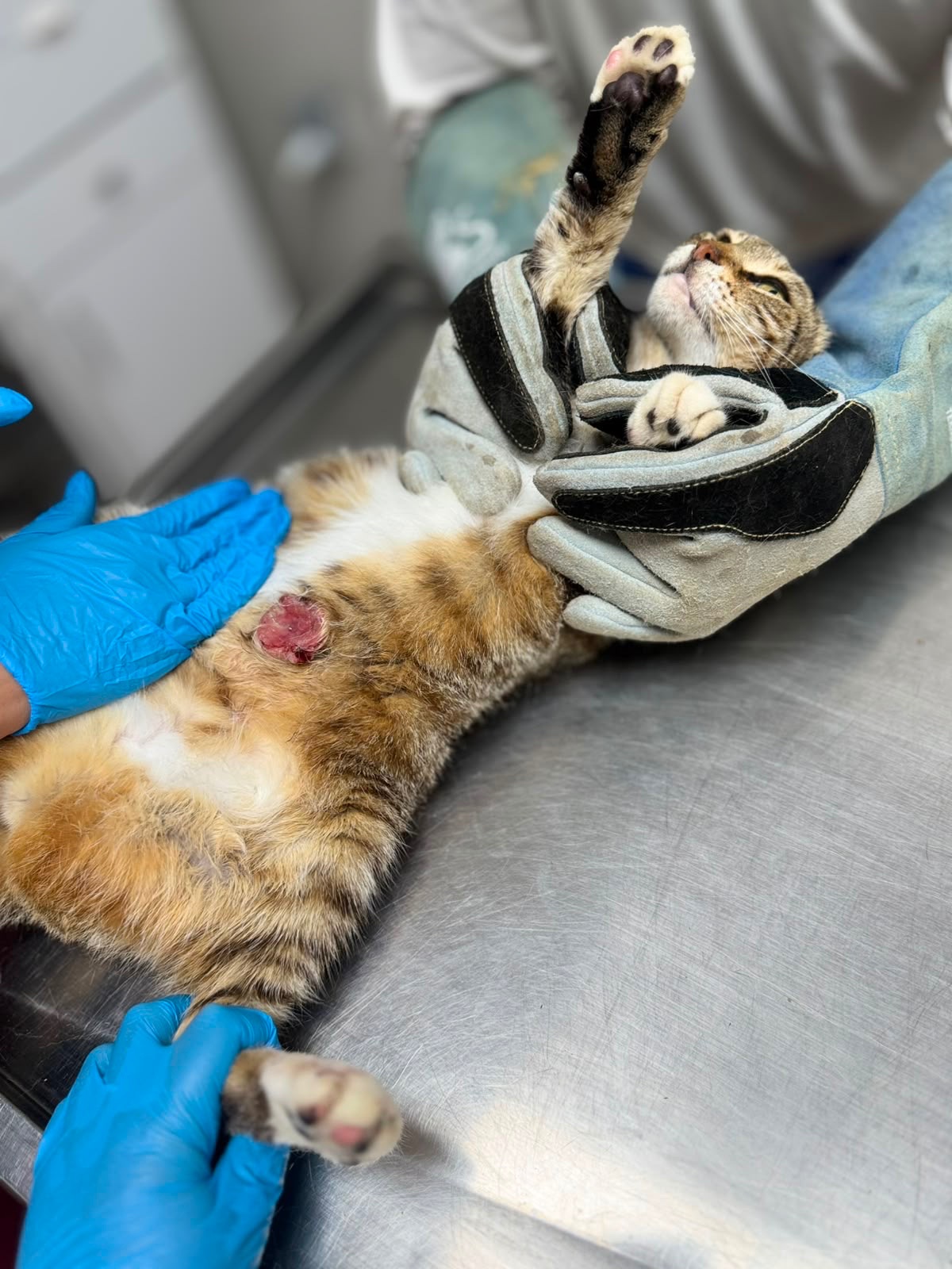 Support Kittens & Cats in Need campaign photo, 4 of 8