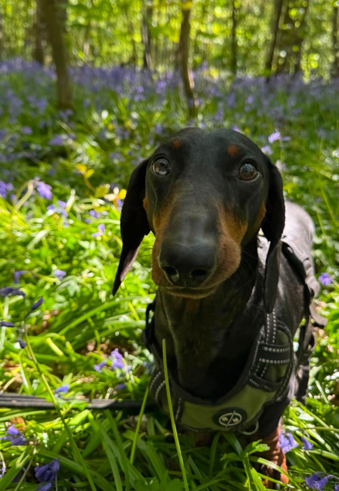 ❤️ help Loki come home ❤️ campaign photo, 5 of 6