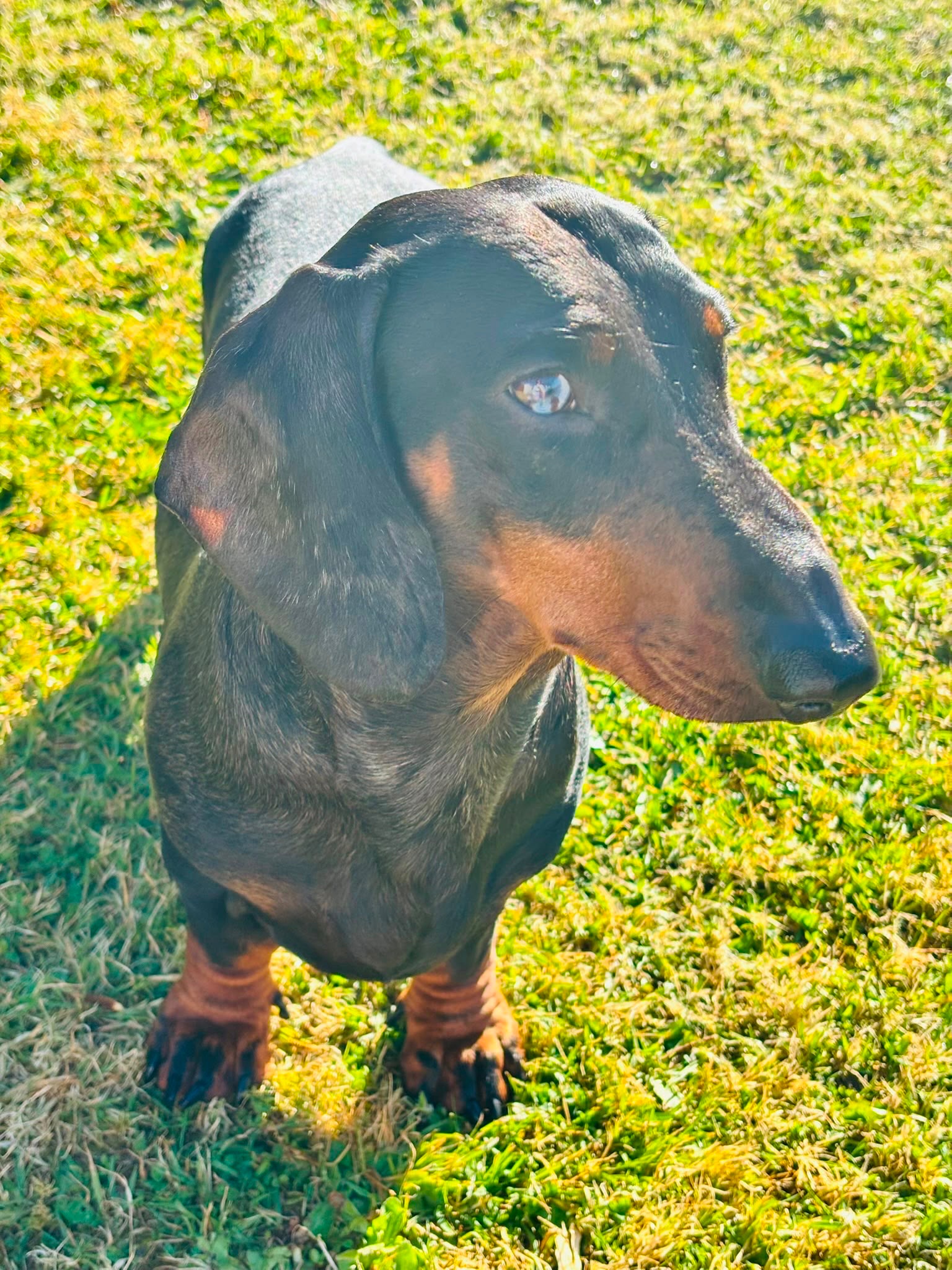 ❤️ help Loki come home ❤️ campaign photo, 2 of 6