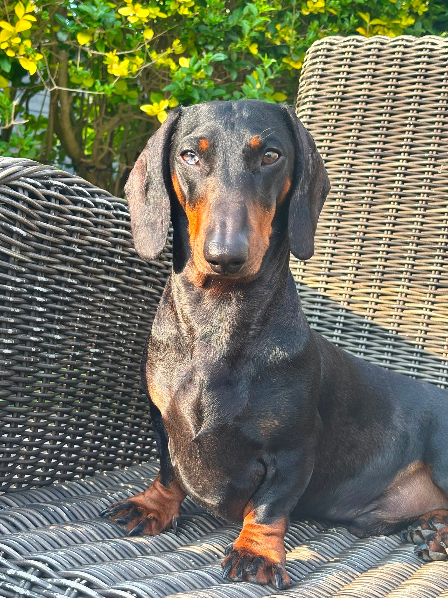 ❤️ help Loki come home ❤️ campaign photo, 4 of 6
